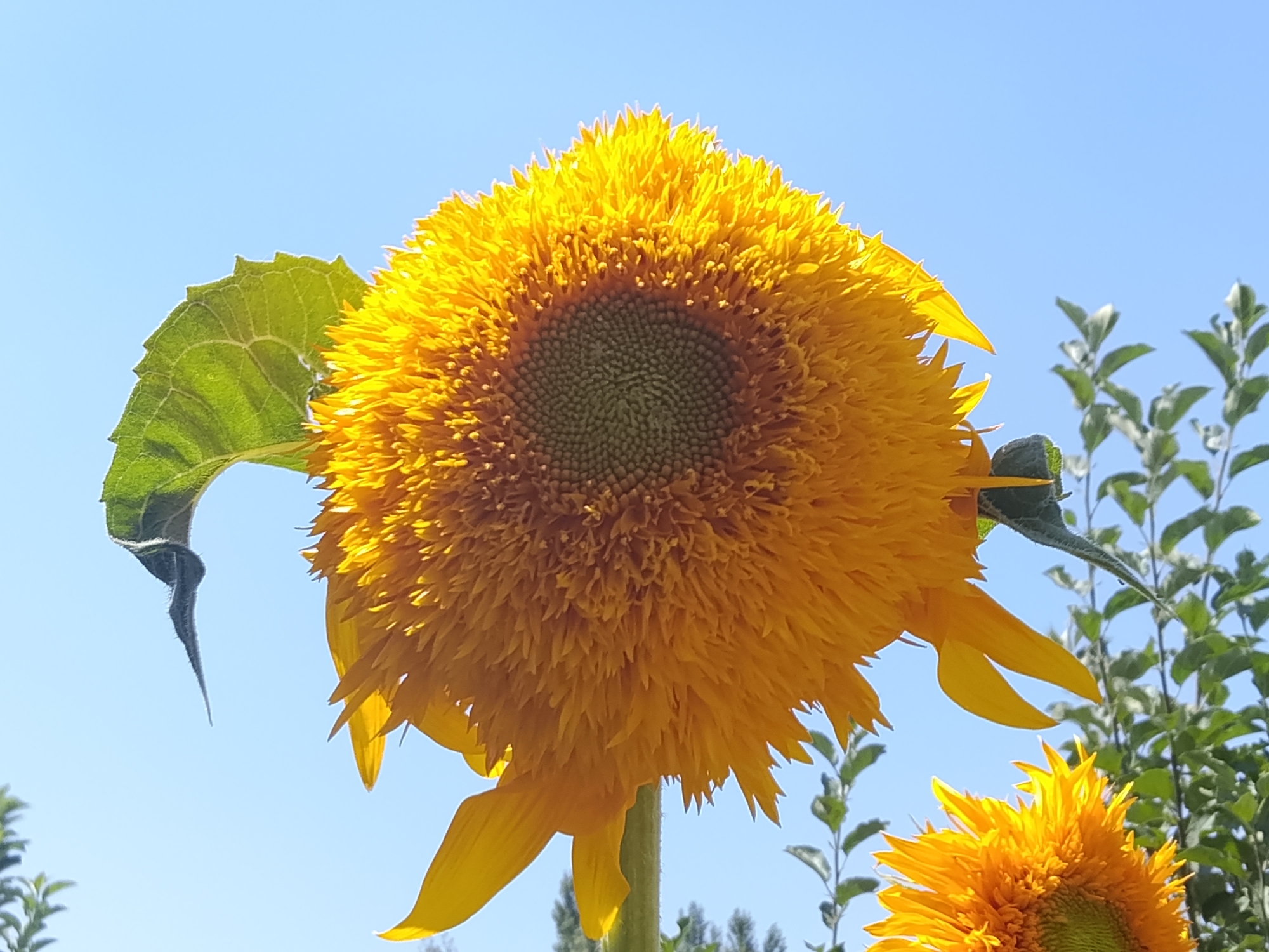 A close-up, low-angle shot focuses on the center of a large, fluffy yellow sunflower against a clear blue sky. The sunflower's petals are numerous and feathery, creating a textured, almost spherical appearance. The central disc of the sunflower is packed with small, dark green seeds. To the left of the sunflower, a large, serrated green leaf curves downward. In the background, a second, smaller sunflower is visible in the lower right, also with bright yellow petals. Beyond that, a dense cluster of green foliage from other plants forms a blurred backdrop. The lighting suggests a bright, sunny day. The image location is identified as Sosnovka, Kyrgyzstan.