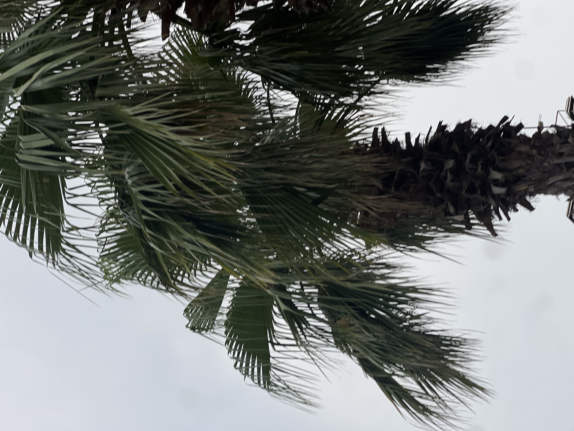 A close-up, low-angle shot captures the fronds and trunk of a palm tree against a hazy, overcast sky, suggesting it is in Antalya, Turkey. The palm's dark, rough trunk is visible towards the bottom center of the frame, with its fibrous texture and dense pattern of leaf scars. Lush green fronds fan out from the top of the trunk, their elongated, segmented leaves creating a dense canopy. Some fronds droop downwards, their tips thin and wispy, while others are spread wider, revealing gaps of the pale sky between them. The overall impression is one of a humid, possibly seaside environment, common in Antalya. No people or other discernible objects are present in the frame.