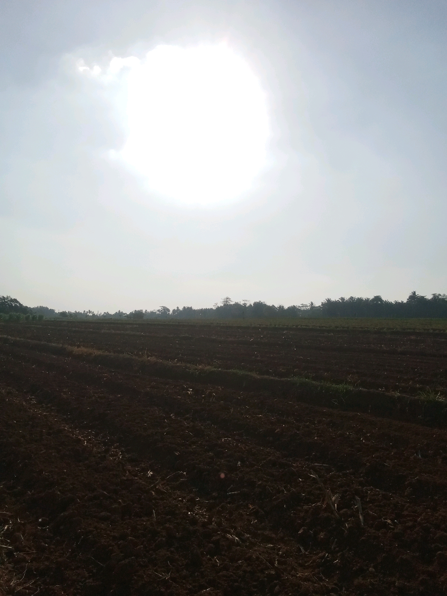 The image depicts a wide, open field of dark, freshly tilled soil, likely a farm ready for planting. The ground shows the texture of being recently worked, with some residual plant matter visible. In the background, a dense line of trees marks the horizon, separating the field from the sky. The sky itself is bright and hazy, dominated by the sun, which is partially obscured by clouds, creating a washed-out effect. The overall scene suggests a rural or agricultural setting in Indonesia, possibly during the morning or late afternoon given the quality of light. There are no people or animals visible in the frame. The location is identified as Unknown, Indonesia.
