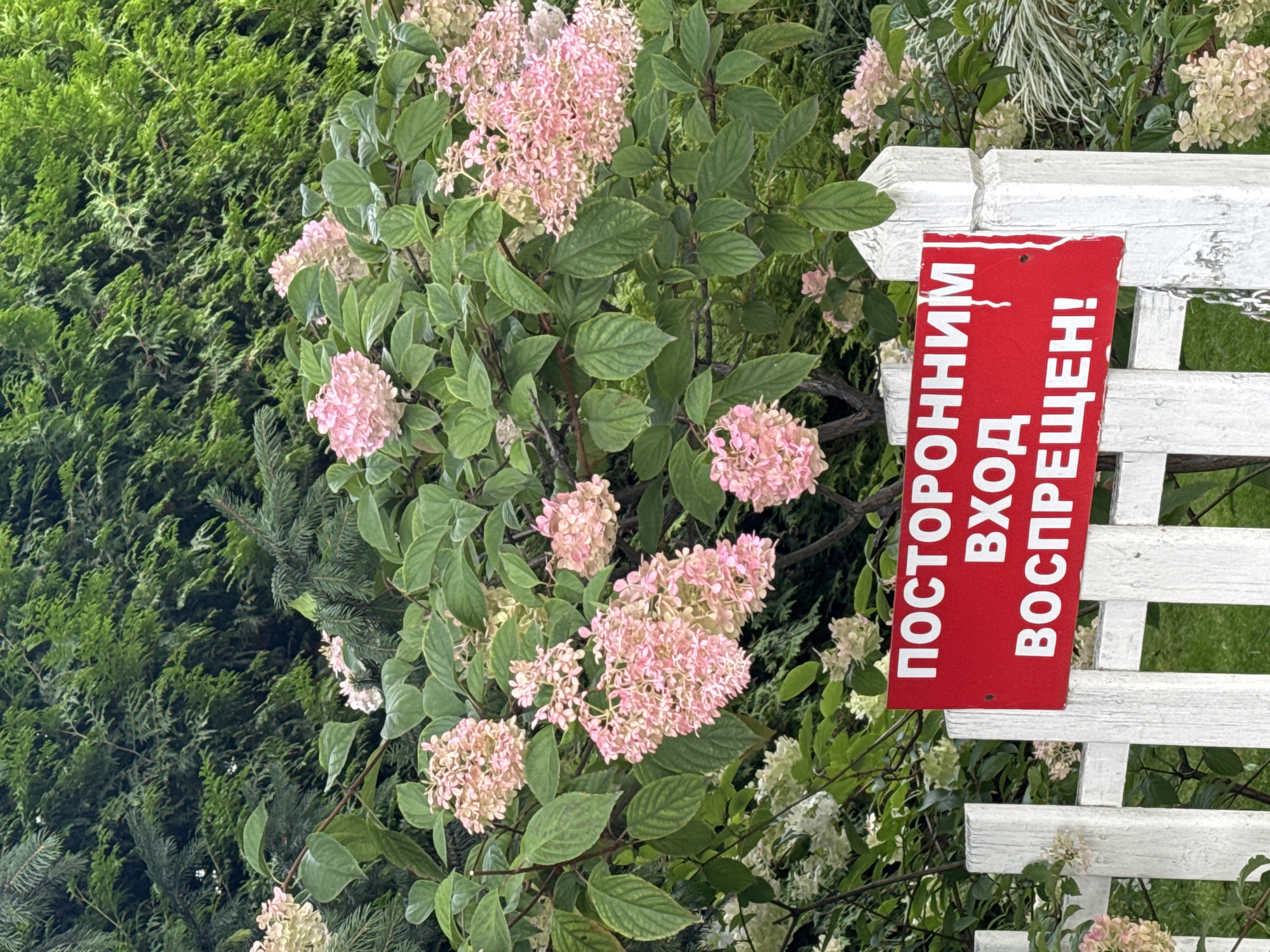 In Sary-Oy, Kyrgyzstan, a red sign with white Cyrillic lettering is attached to a white picket fence. The sign reads "ПОСТОРОННИМ ВХОД ВОСПРЕЩЕН!", which translates to "ENTRY FOR STRANGERS IS FORBIDDEN!". Behind the fence, a lush hydrangea bush with pink and white blossoms is in full bloom. The background consists of dense green foliage, likely trees or hedges. The overall scene depicts a private garden or property with a clear warning against unauthorized entry.