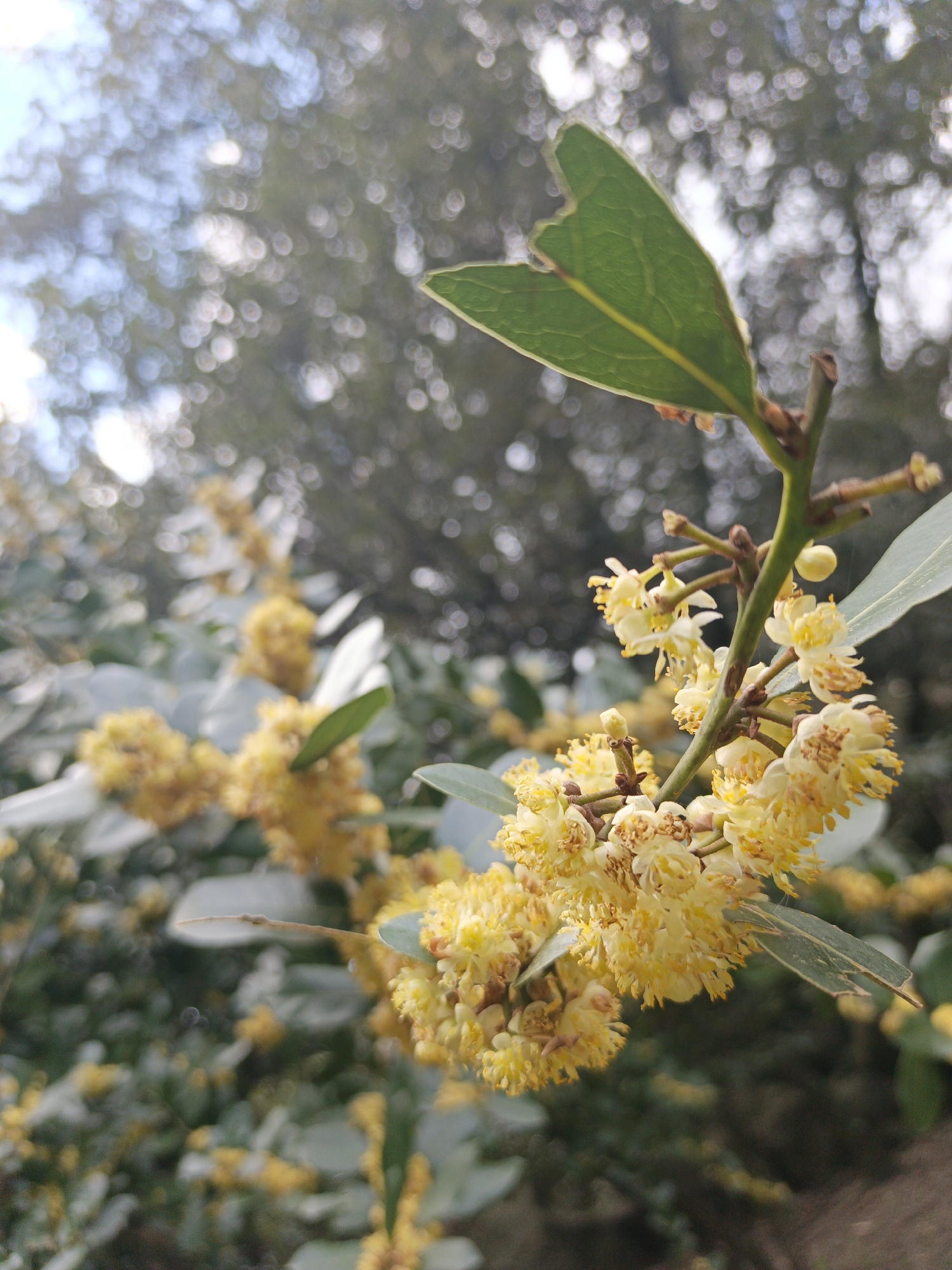 The image shows a cluster of yellow flowers and green leaves, likely from a shrub or small tree. The flowers are small and densely packed together in roundish clusters. The leaves are lanceolate, with one leaf having a noticeable jagged edge. The background is blurred, appearing to be a mix of foliage and sky. The location is Алупкинский городской совет, Ukraine.