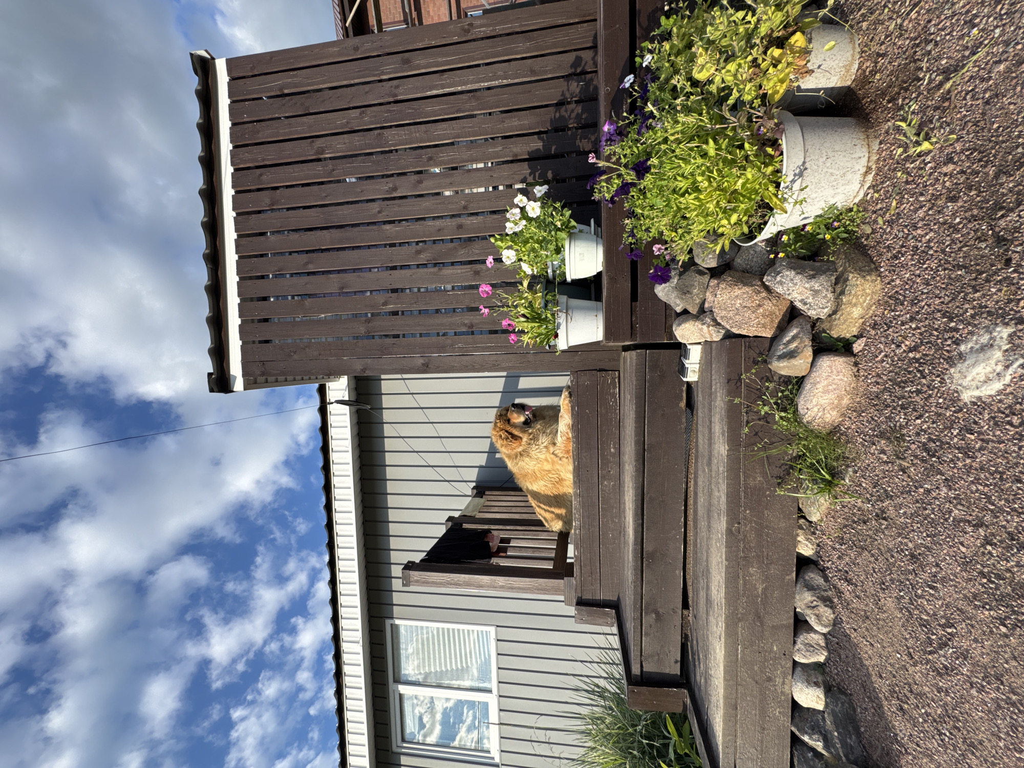 In Kempelevo, Russia, a fluffy, golden-colored dog lies relaxed on the wooden steps of a house. The dog is positioned on the top step, basking in the sunlight with its tongue slightly out. The house, with its light gray siding and white trim, is visible behind the dog. A wooden fence with vertical brown planks stands to the right of the steps, partially obscuring the view of the house. Several potted plants, including pink and white petunias and vibrant green foliage, are arranged on the steps and the ground near the fence. The ground in front of the steps is covered with small, reddish-brown gravel. Large, irregularly shaped stones form a border around the base of the steps and some of the planters. The sky above is blue with scattered white clouds, and a thin wire stretches across the upper portion of the frame. The overall scene depicts a peaceful domestic outdoor setting.