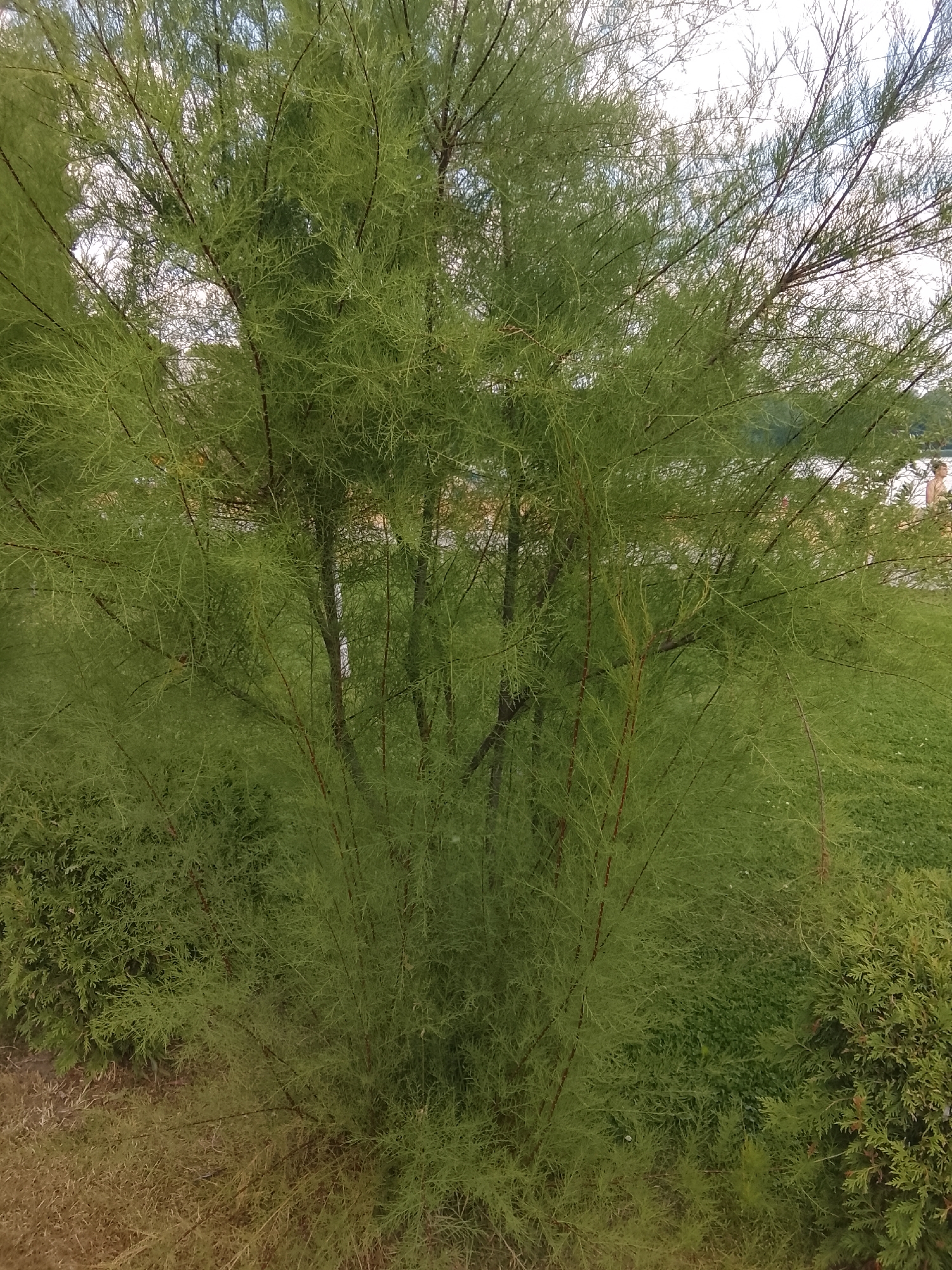 The image shows a dense, green tree with thin, feathery foliage and slender brown branches. The tree is situated in an outdoor environment. In the background, there is a slightly out-of-focus area with more greenery, and further in the distance, there are glimpses of buildings and what appears to be a light-colored structure. A person is partially visible in the far right background, standing near the light-colored structure. The ground in the foreground is a mix of dry grass and low-lying green vegetation. The sky is overcast and white, suggesting a cloudy day. There is no specific indication of the city of Chișinău, Moldova, within the image itself.
