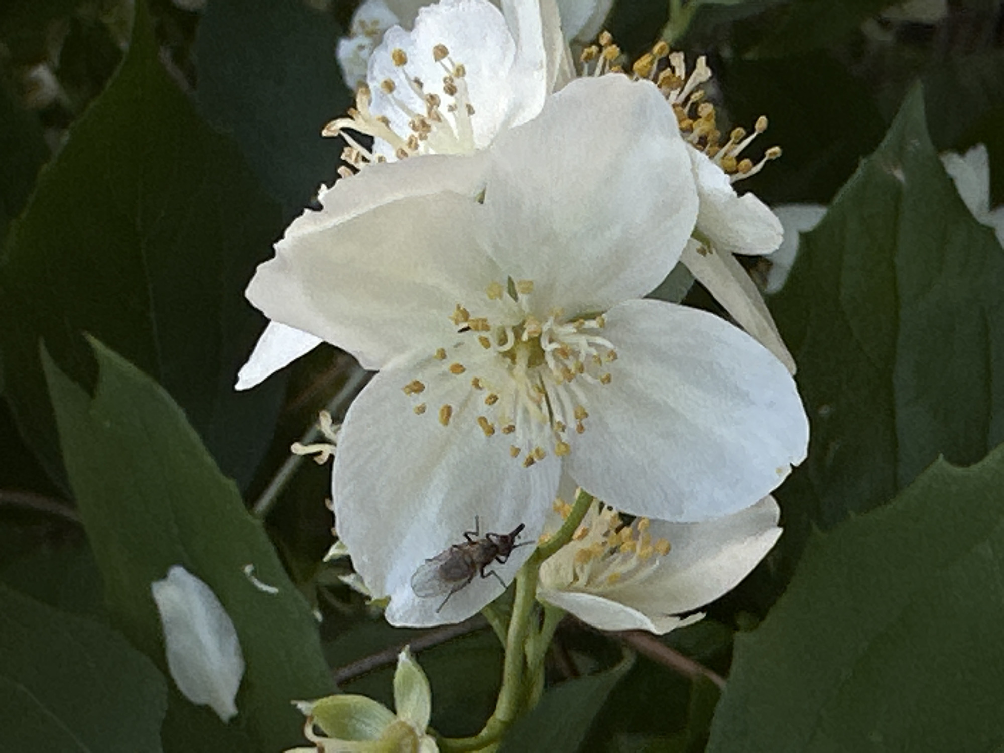 A close-up shot shows a small, brown fly with translucent wings resting on a white jasmine flower. The fly is positioned on the lower left petal of the flower, with its body angled towards the right. The flower is in full bloom, with delicate white petals and numerous yellow stamen. The background is filled with dark green leaves, some of which are out of focus, creating a shallow depth of field. A single fallen white petal is visible on a leaf in the upper left corner of the image. The scene appears to be outdoors, possibly in a garden or park, with natural lighting.