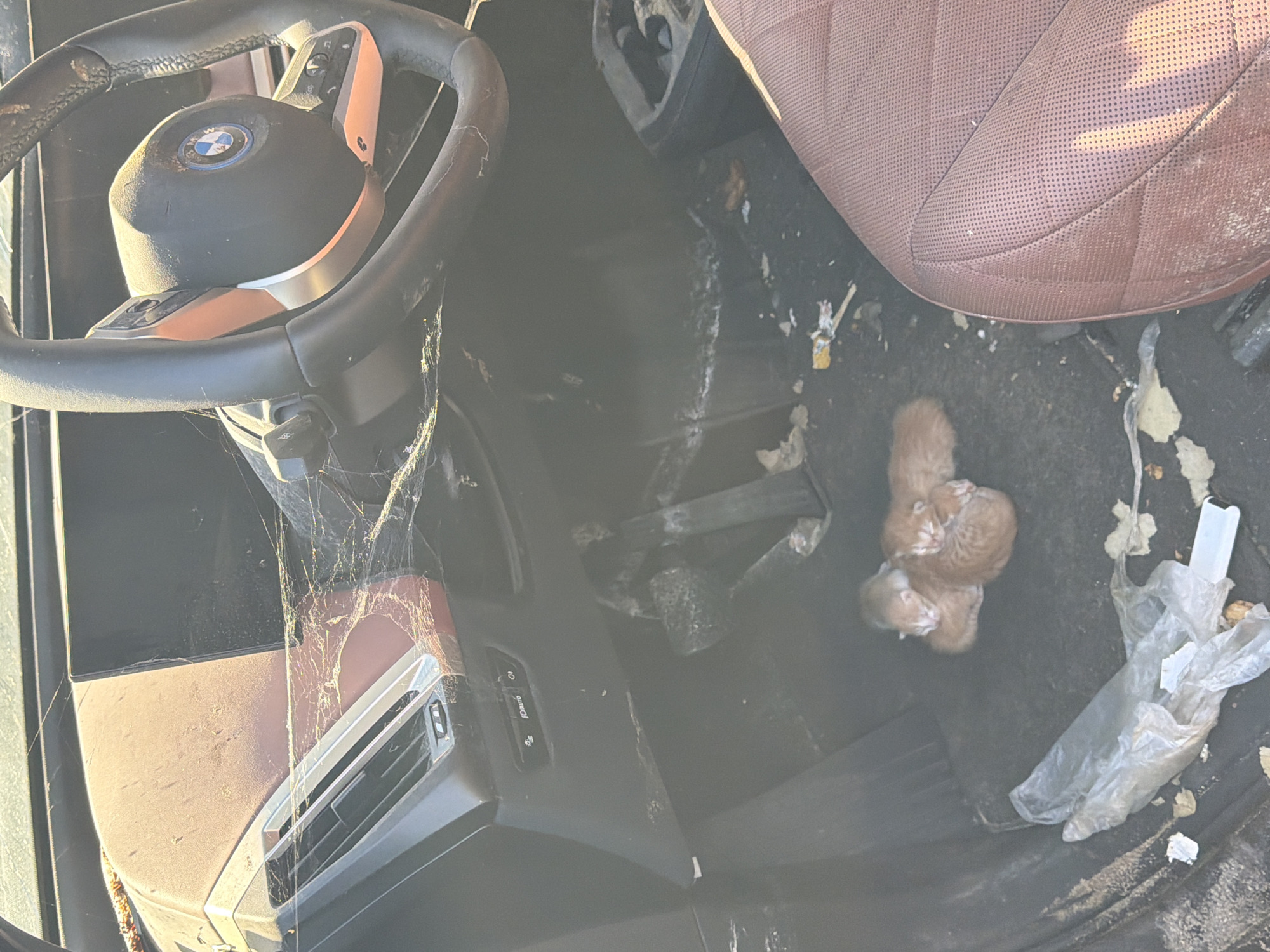 The interior of a vehicle, specifically the driver's side, is depicted. The steering wheel, bearing a BMW logo, is prominently visible, partly obscured by cobwebs. A tan-colored, perforated leather seat is positioned to the right. On the floor, there are three newborn kittens huddled together, next to a crumpled plastic bag. The dashboard, partly visible to the left, is also dusty and has cobwebs. Debris and scattered objects litter the floor. The location is Unknown, Unknown.