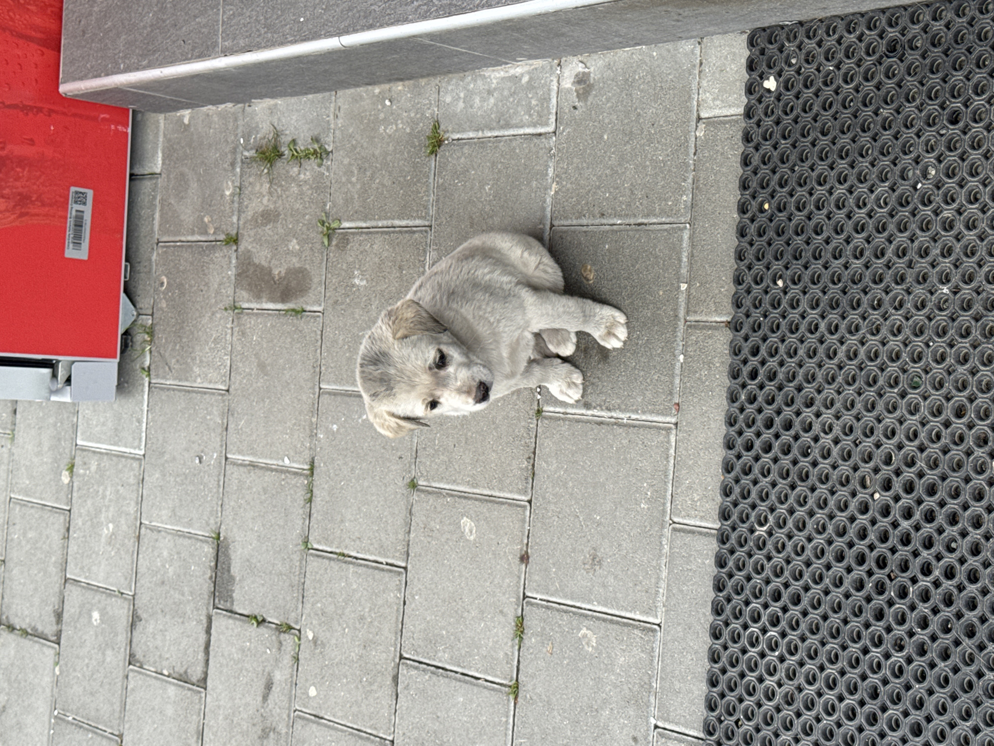 A light-colored puppy is seated on gray concrete paving stones beside a black mat with a circular pattern. The location is implied to be Bakovići, Montenegro. A red object is partially visible on the left. Small plants grow between the paving stones.