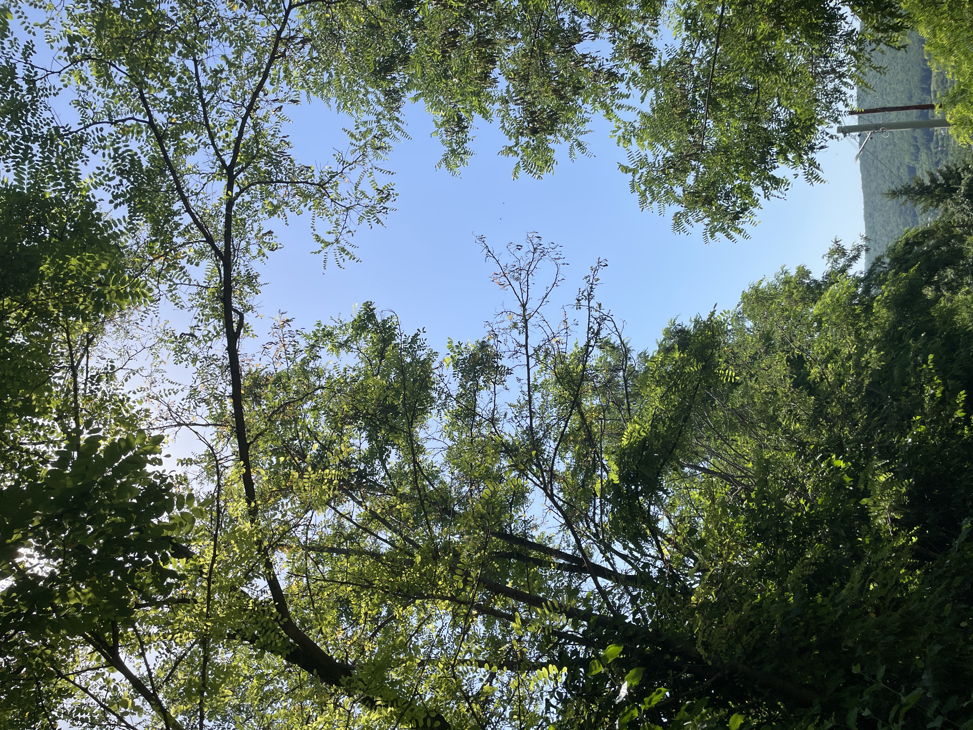 The image, taken in Bârnova, Romania, captures a view looking upwards through a canopy of green trees towards a clear blue sky. Sunlight filters through the leaves, creating dappled patterns and illuminating some branches. The foliage appears dense in places, with smaller leaves characteristic of acacia trees visible in the upper right and left portions of the frame. In the distance, a green, forested hillside can be seen under the sky, with a single utility pole with wires present in the middle ground. The scene is natural and serene, with no people or specific activities depicted.