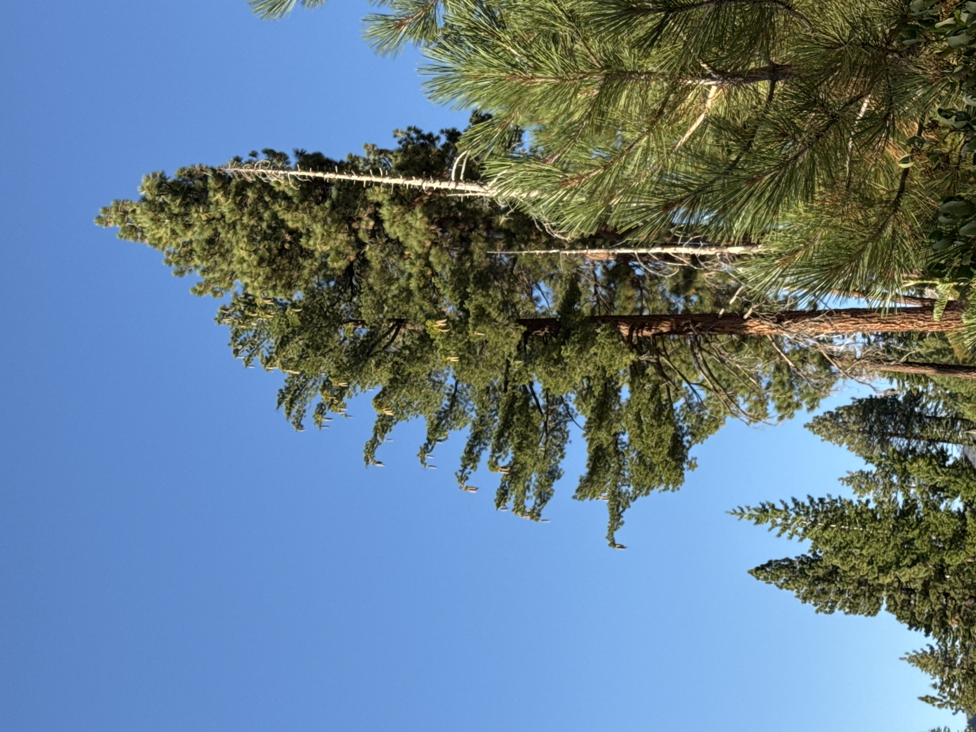 This is a vertical, low-angle, outdoor shot of several evergreen trees against a clear blue sky. The trees are tall and slender, with dark green needles and brown trunks. Some of the trees have cones or seed pods hanging from their branches. The foreground is filled with the branches of a pine tree, its needles sharp and distinct. In the background, several other trees are visible, some of them appearing to be dead or partially dead, with bare branches. The scene is illuminated by bright sunlight, casting shadows and highlighting the textures of the trees. The image was taken in Stateline, United States of America.