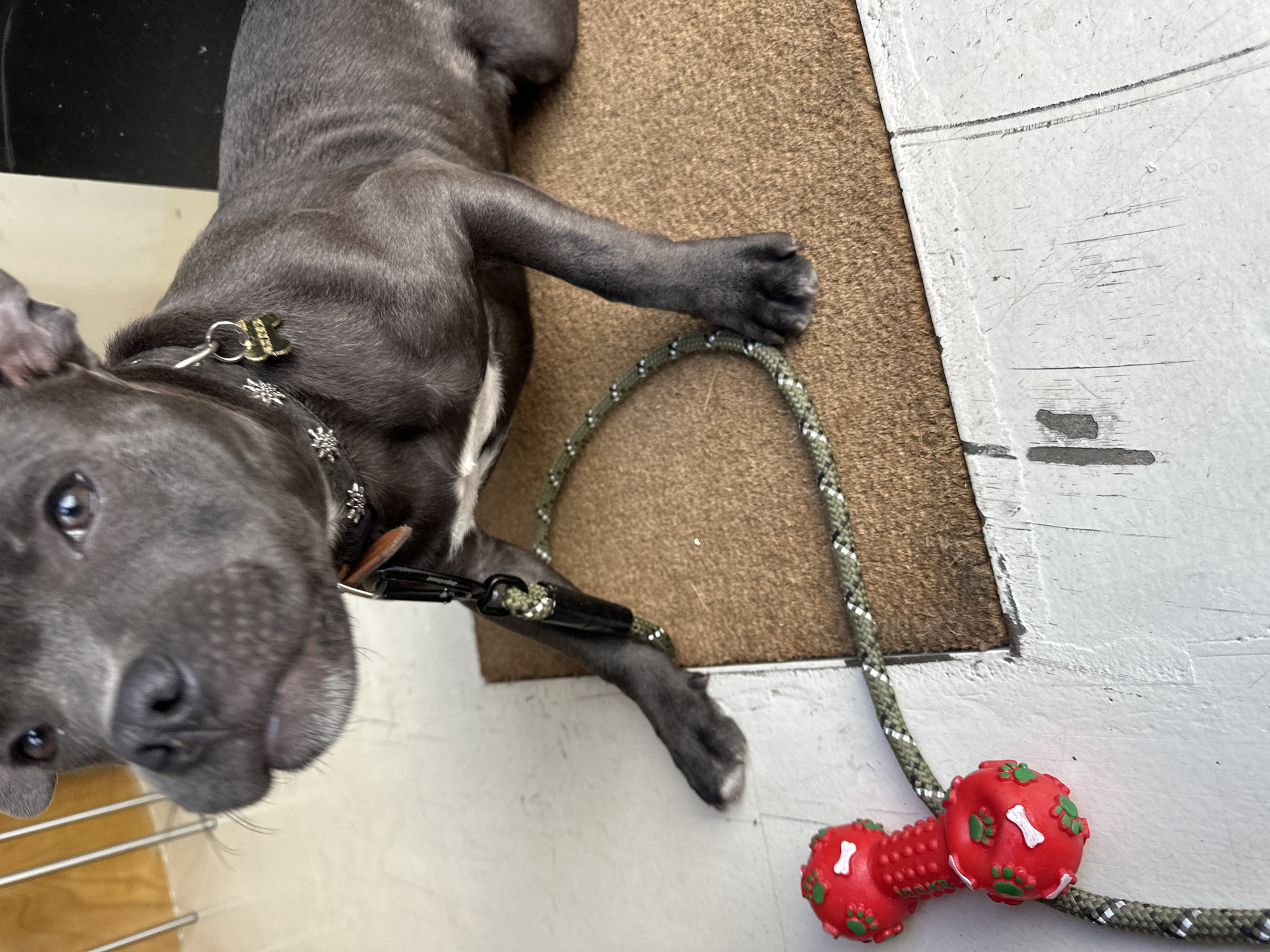 A close-up, high-angle photograph depicts a gray dog, likely a pitbull mix, lying on a surface that transitions from a brown rug to a white painted floor. The dog is wearing a collar with decorative silver snowflake accents and a dog tag. A leash is attached to the collar, extending towards a red rubber dog toy with a bone design, situated on the white floor. The setting appears to be indoors. There is no indication this photo was taken in Paris, France.