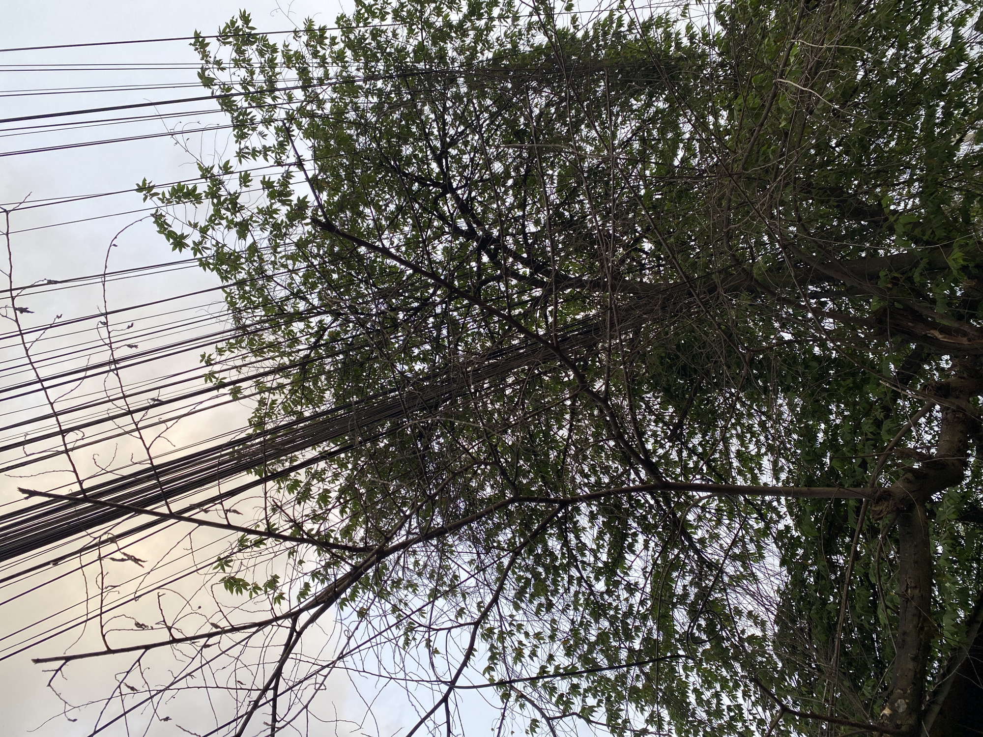 A low-angle upward view captures a complex interplay of utility lines and tree canopies against an overcast sky in Davao City, Philippines. Numerous black utility cables extend vertically and diagonally across the entire frame, forming dense bundles and intricate tangles as they pass through and above the tree branches. A dominant, densely foliated tree with dark green leaves occupies the midground and right, its canopy appearing thick and full. To the left, a neighboring tree or section of the main tree displays mostly bare limbs and sparse, nascent foliage. The sky is uniformly overcast and light grey, providing a muted backdrop. No individuals, animals, or artificial structures other than the utility lines are visible.