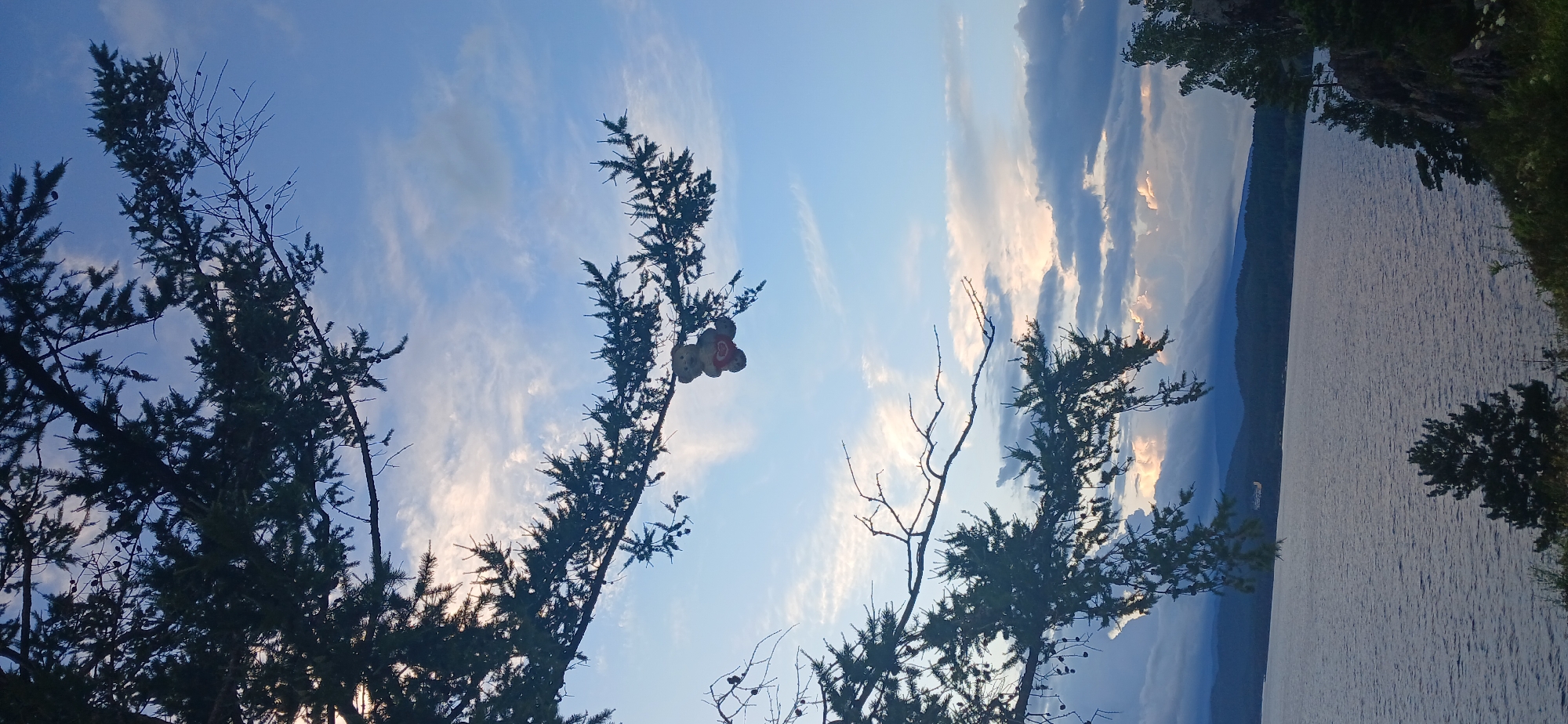 An image taken from a high vantage point shows a large body of water, likely a lake, stretching towards a distant, mountainous shoreline. The sky above is a mix of clear blue and scattered clouds, with hints of sunset colors peeking through. In the foreground, the dark branches of a conifer tree frame the scene, with a small, light-colored teddy bear hanging from one of the branches. The teddy bear appears to be holding a red heart. The water is calm, with gentle ripples visible. The overall impression is one of a serene, natural landscape at dusk. The location is the city of Turgoyak, Russia, famous for its namesake lake, which is one of the deepest and purest freshwater lakes in Russia.