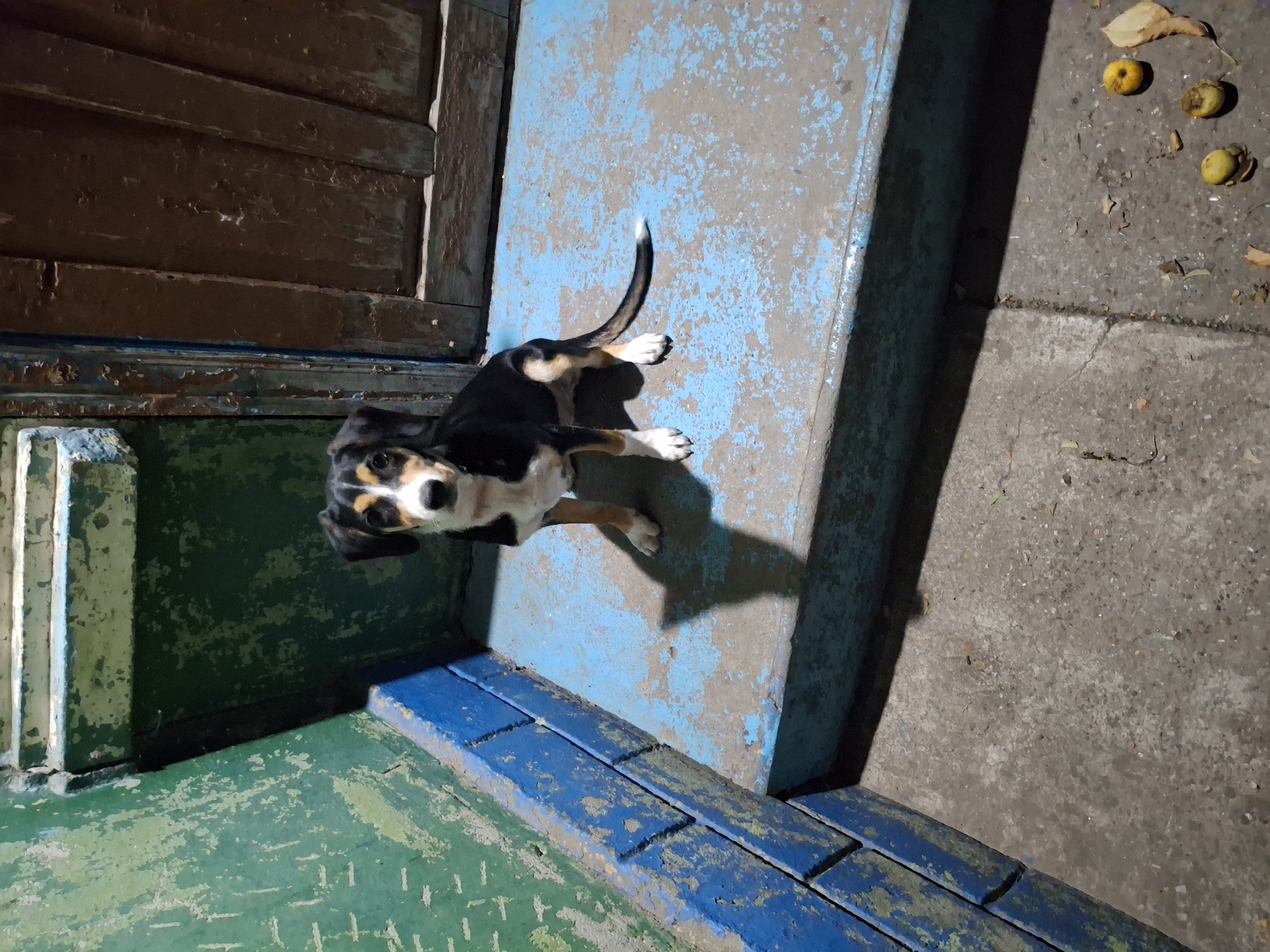 A tri-colored puppy with black, white, and tan markings sits on a worn, blue-painted concrete step. The puppy is facing forward with its tail curled to the right. Behind the puppy is a weathered wooden door, and to the left are green-painted brick walls and a blue trim. The ground is a rough concrete surface, scattered with fallen leaves and small, yellow fruits. The lighting suggests it is either dusk or night. The scene is located in Roghi, Moldova.