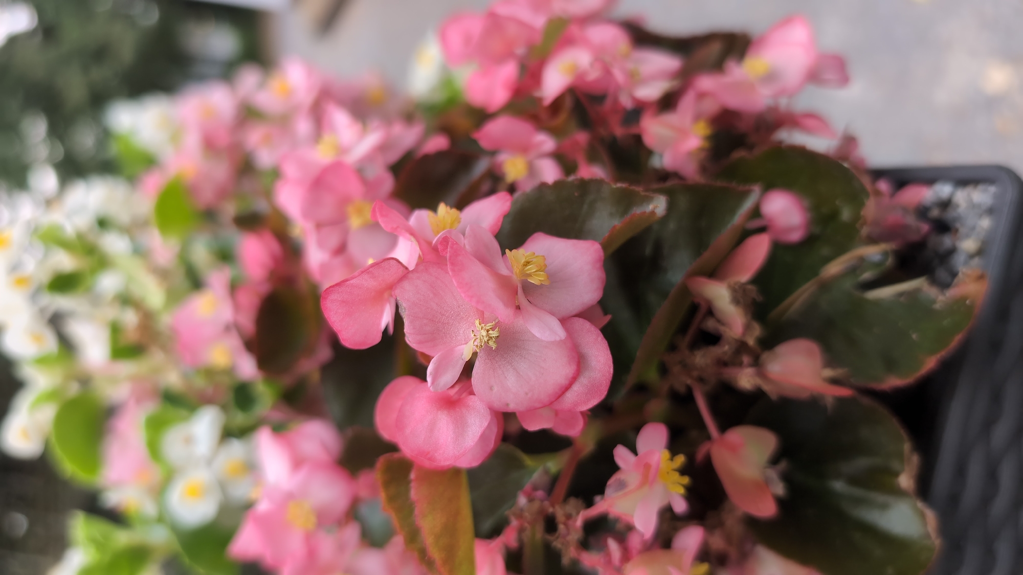 The image displays a close-up, slightly overhead view of a potted plant featuring numerous delicate pink begonia flowers and dark green leaves. The flowers have multiple petals, some fully open and others in bud, with bright yellow stamens visible in the center of the open blooms. The leaves are broad and heart-shaped, with some appearing slightly leathery and darker towards the edges. The plant is situated in a dark-colored pot, filled with small gravel-like material at the top.
In the background, out of focus, are more begonia plants, some with white flowers, and hints of foliage and what appears to be an outdoor setting with a blurred background that could be a balcony or garden. The lighting suggests it is daytime, with soft light illuminating the flowers and leaves. There are no people visible in the image, nor any discernible text. The overall impression is one of a healthy, blooming plant. The location context of Viernheim, Germany, provides a geographical setting for this image, suggesting the plant is likely outdoors or in a greenhouse within that area.
