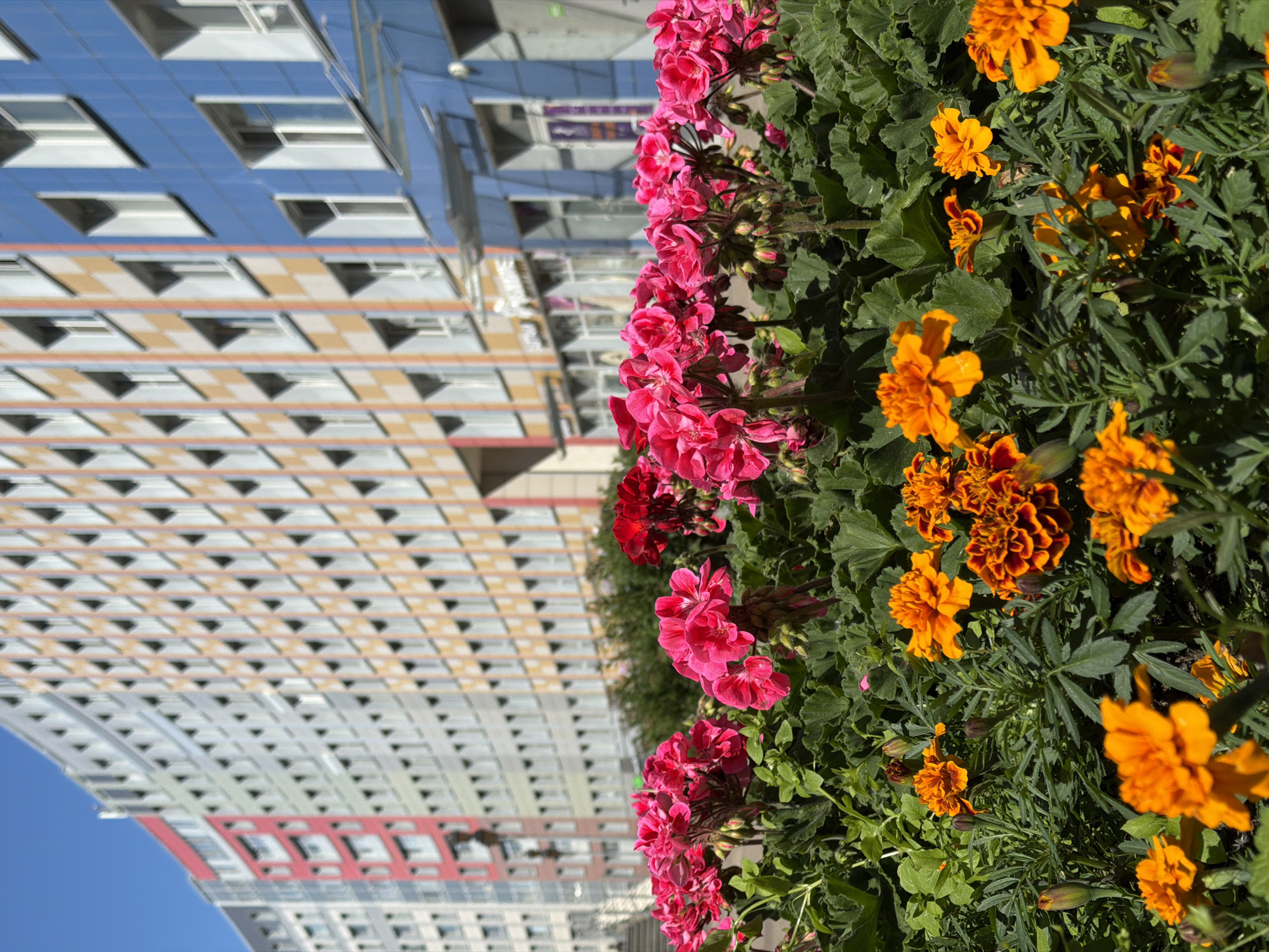 This is a vertical, eye-level, medium shot of a flowerbed in front of a modern building. The flowerbed contains vibrant pink and orange flowers, likely geraniums and marigolds, with lush green foliage. The flowers are in full bloom, suggesting it is daytime and the weather is pleasant.
Behind the flowers, a modern building with a reflective facade dominates the background. The building features a repeating pattern of windows and colored accents. The architecture suggests an urban setting, and the clear blue sky indicates fair weather. The image appears to be taken during the day, possibly late morning or early afternoon, given the brightness and shadows.
The composition places the natural beauty of the flowers in contrast with the man-made structure of the building. The angle of the shot emphasizes the height and scale of the building relative to the foreground flowers. No people are visible in the image, and there are no discernible signs of activity or events taking place beyond the natural growth of the flowers. The location context provided is Saint Petersburg, Russia, which aligns with the modern architecture often found in developed urban areas. There is no visible text in the image.
