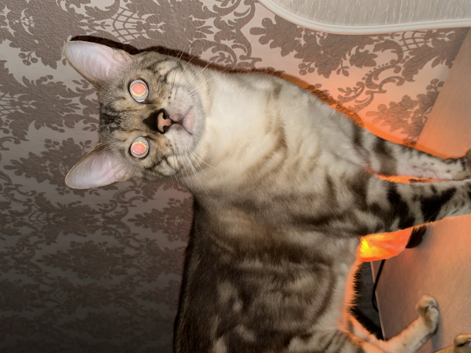 The image shows a domestic cat with striking orange eyes, which appear to be glowing due to flash photography. The cat has a tabby coat with distinct dark stripes against a lighter brown and cream background. Its ears are large and pointed, and its head is tilted as it looks directly at the camera. The cat is positioned in an unusual, upside-down orientation relative to the viewer.
The background features a patterned wallpaper with a floral or damask design in shades of beige and brown. There are also areas illuminated by an orange light, possibly from a salt lamp, casting a warm glow and creating shadows of the wallpaper pattern. A portion of the cat's body, including its striped fur and paws, is visible. One paw is extended and resting on a surface.
The scene appears to be indoors, likely in a home environment. The lighting suggests it could be evening or nighttime, given the artificial orange light source. The overall mood is somewhat surreal due to the cat's orientation and glowing eyes, mixed with the warm, ambient lighting of the room. No text is visible in the image.