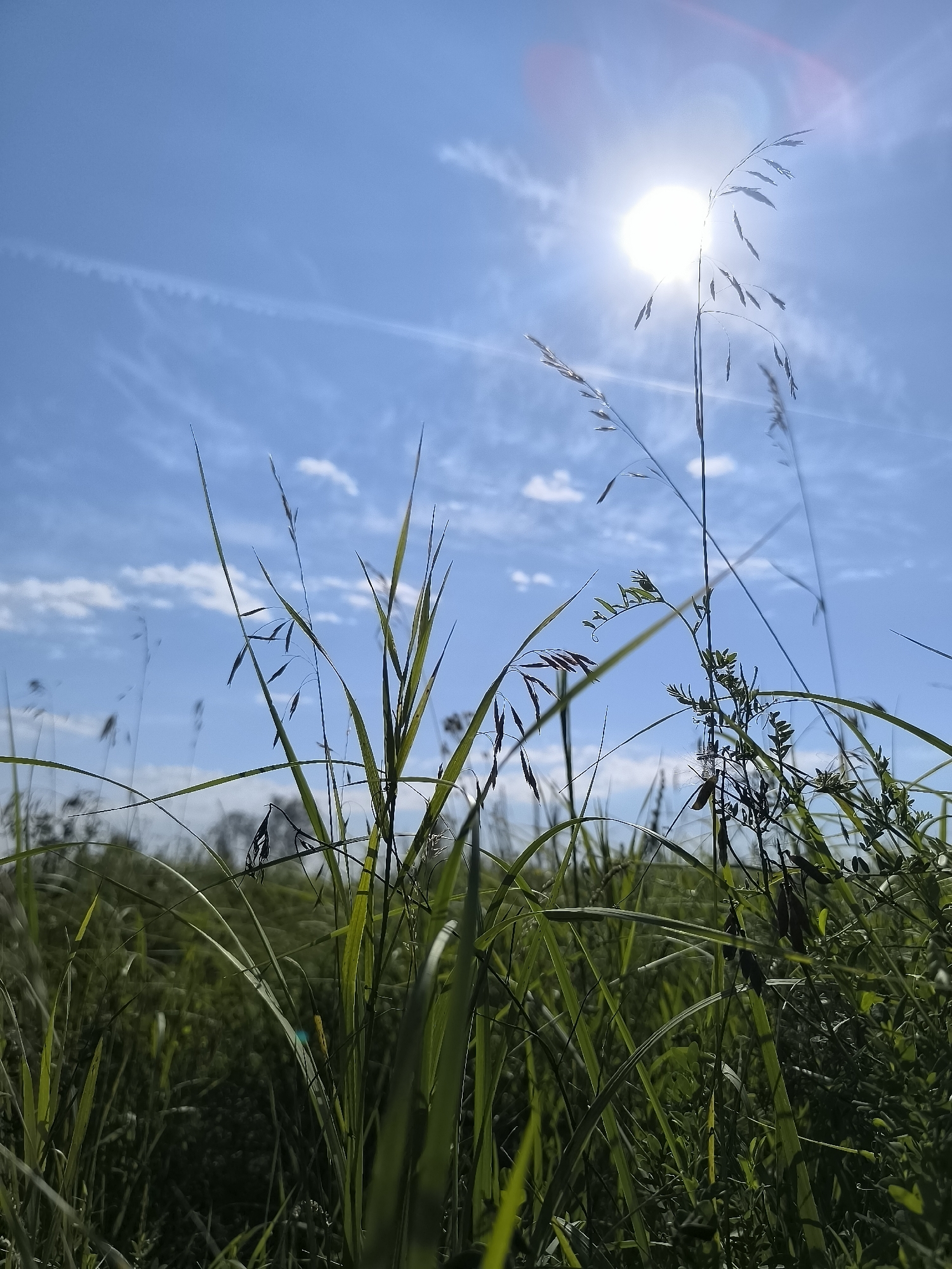 A low-angle shot captures a sun-drenched meadow in Stepanovka, Russia. Tall, green grasses and wild plants dominate the foreground, with blades of grass extending upwards towards a bright, shining sun in the upper right quadrant of the image. The sun is partially obscured by a thin wisp of clouds and exhibits a lens flare, casting a bright glow. The sky is a vibrant blue, with a few scattered white clouds and a faint contrail stretching across the upper left. The background is a blur of more greenery, suggesting a vast, open field. The scene is devoid of any human presence or man-made structures. The overall impression is one of natural beauty and a bright, clear day.