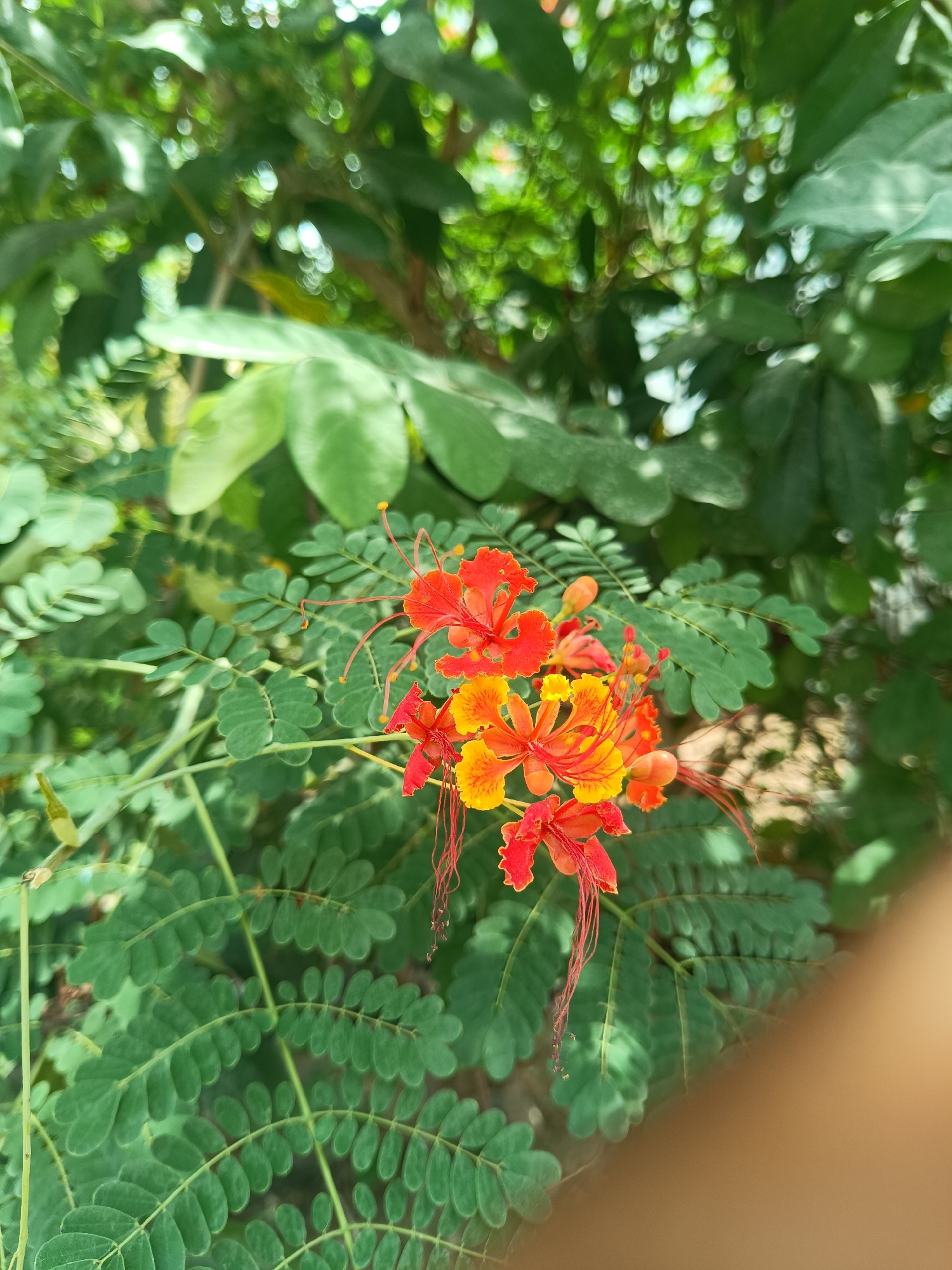 This close-up shot captures a vibrant cluster of red and yellow flowers blooming amidst lush green foliage. The scene is set outdoors, likely in a garden or natural environment in Lhokseumawe, Indonesia.
The primary subjects are the eye-catching flowers, which display a striking combination of bright red and golden-yellow petals. Each flower features several long, reddish-brown stamens that dramatically extend beyond the petals, giving them a delicate, feathery appearance. Some undeveloped flower buds are also visible, indicating ongoing growth. The flowers appear to be a type of Peacock Flower (Caesalpinia pulcherrima).
The flowers are surrounded by dense green leaves. These leaves are compound, characterized by numerous small, oval-shaped leaflets arranged symmetrically along their stems, creating a finely textured backdrop. The background consists of more blurred green foliage and hints of bright light filtering through, creating a soft bokeh effect and suggesting a sunny daytime setting.
There is no discernible activity taking place, as the image is a static portrayal of the blooming plant. Notable details include the vivid color contrast between the flowers and the green leaves, the intricate structure of the stamens, and the soft, natural light. A small, blurry portion of what appears to be a human hand or finger is visible in the bottom right corner of the frame, suggesting the presence of a person taking the photograph. There is no visible text in the image.