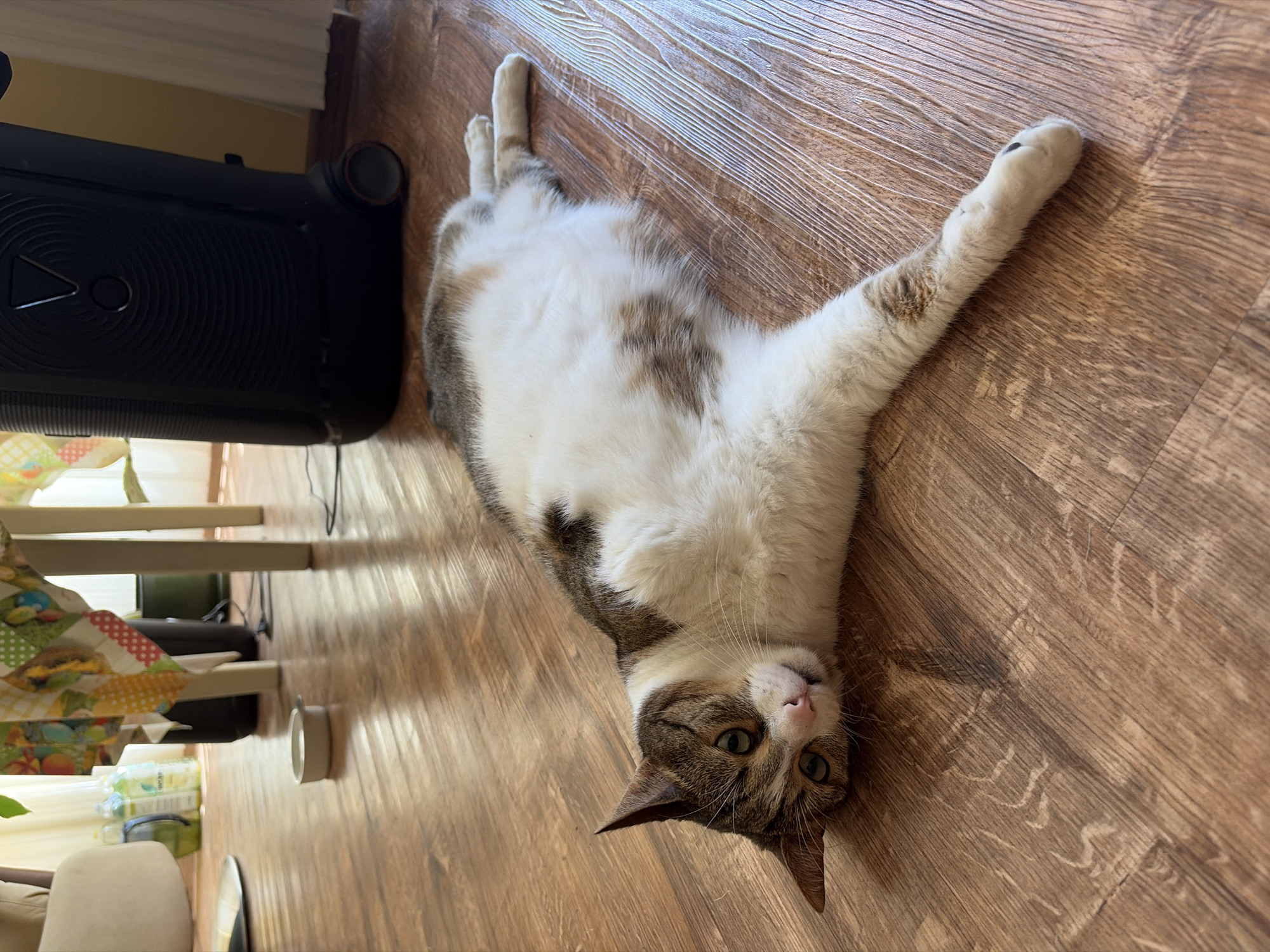 A domestic cat is lying on its side on a wooden floor. The cat is predominantly white with patches of brown and gray fur. It has green eyes and a pink nose. The cat is looking towards the camera. In the background, a large black portable speaker stands on the floor. To the left of the speaker and the cat, there are several bottles of cleaning supplies and a colorful tablecloth draped over a table. The scene appears to be indoors, possibly in a residential setting. The lighting suggests a well-lit room, with natural light entering from a window to the right.
