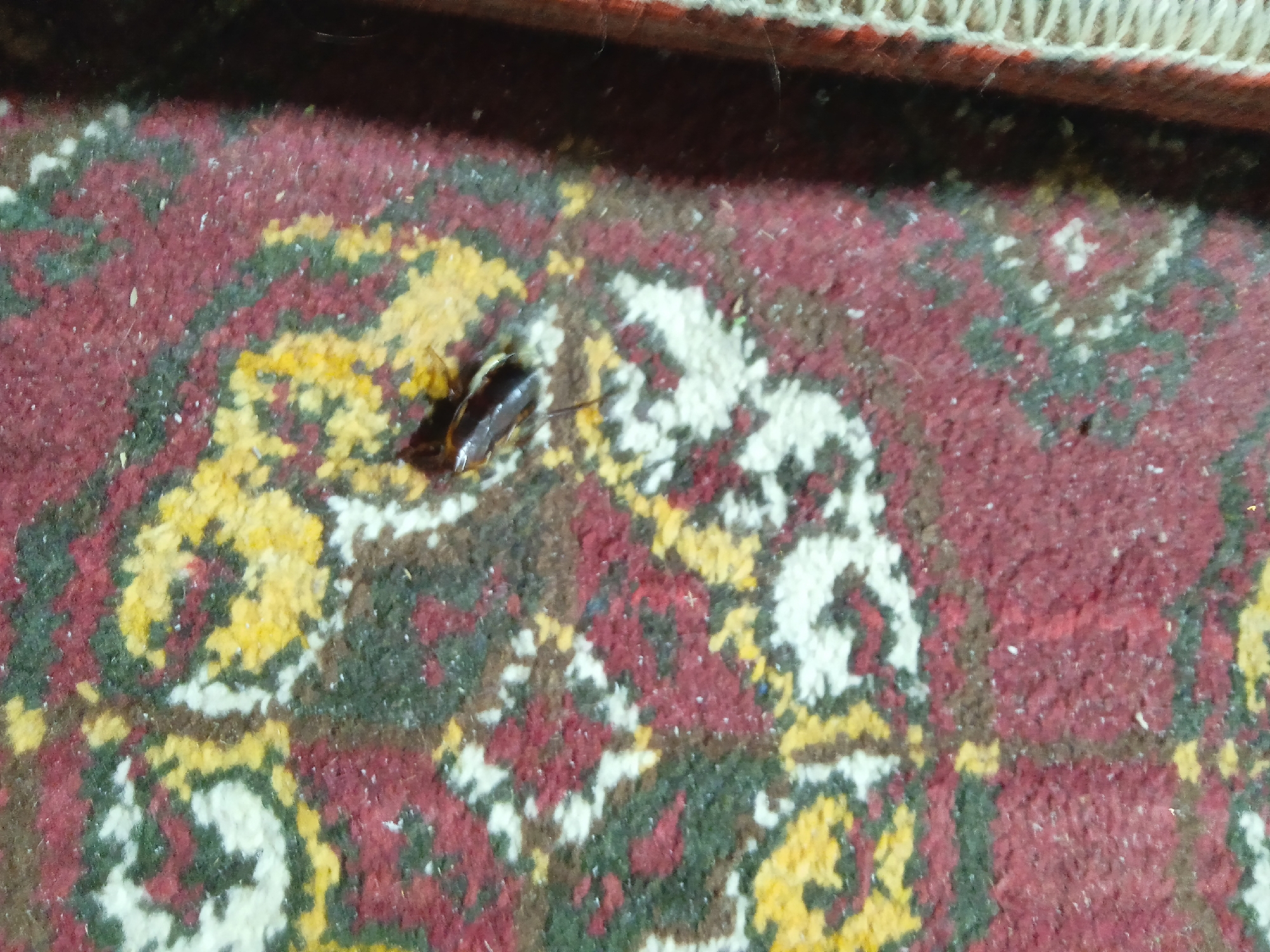 A deceased cockroach is located on a red, yellow, and green patterned carpet. The cockroach is dark brown and appears to be lying on its side with its legs extended. The carpet has a rough texture and appears to be slightly worn. The background is dark and out of focus. The scene is located in Kogon City, Uzbekistan.