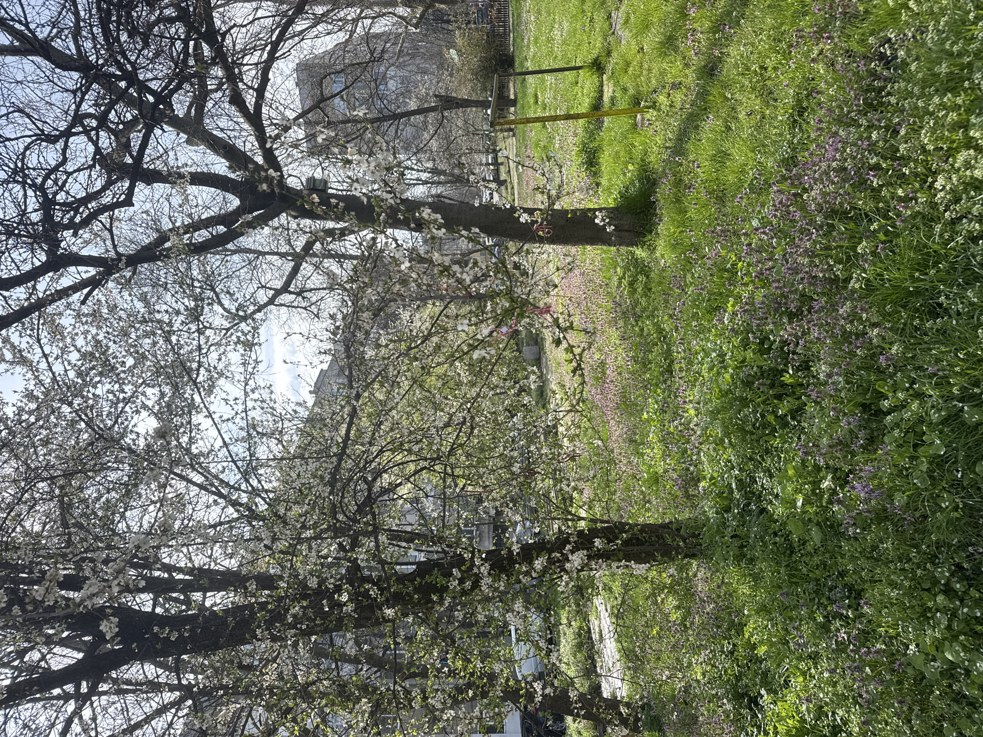 The image shows a park landscape in Burgas, Bulgaria. Two trees with white blossoms dominate the foreground, their branches partially obscuring a multi-story building in the background. The ground is covered in green grass interspersed with purple and white wildflowers. A yellow metal structure, possibly part of playground equipment, is also visible in the background. No people are visible in the image. The weather appears to be sunny.