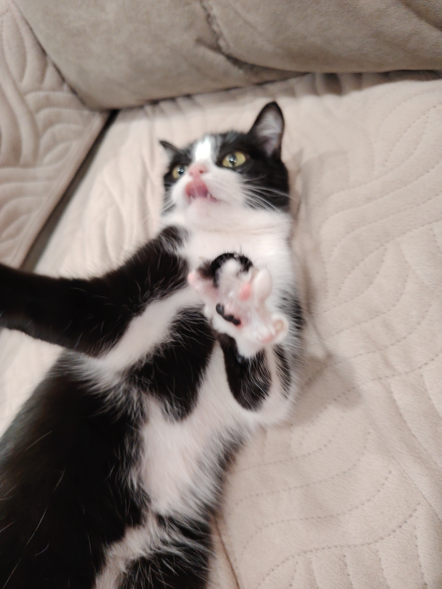 A black and white tuxedo cat is lying on its back on a beige quilted sofa or bed covering. The cat is extending its right paw towards the viewer, revealing pink and black paw pads. The cat has yellow eyes, a black and white face with a pink nose, and is sticking out its tongue slightly. The cat's body is black with white fur on its chest and belly. The background is a beige quilted fabric.