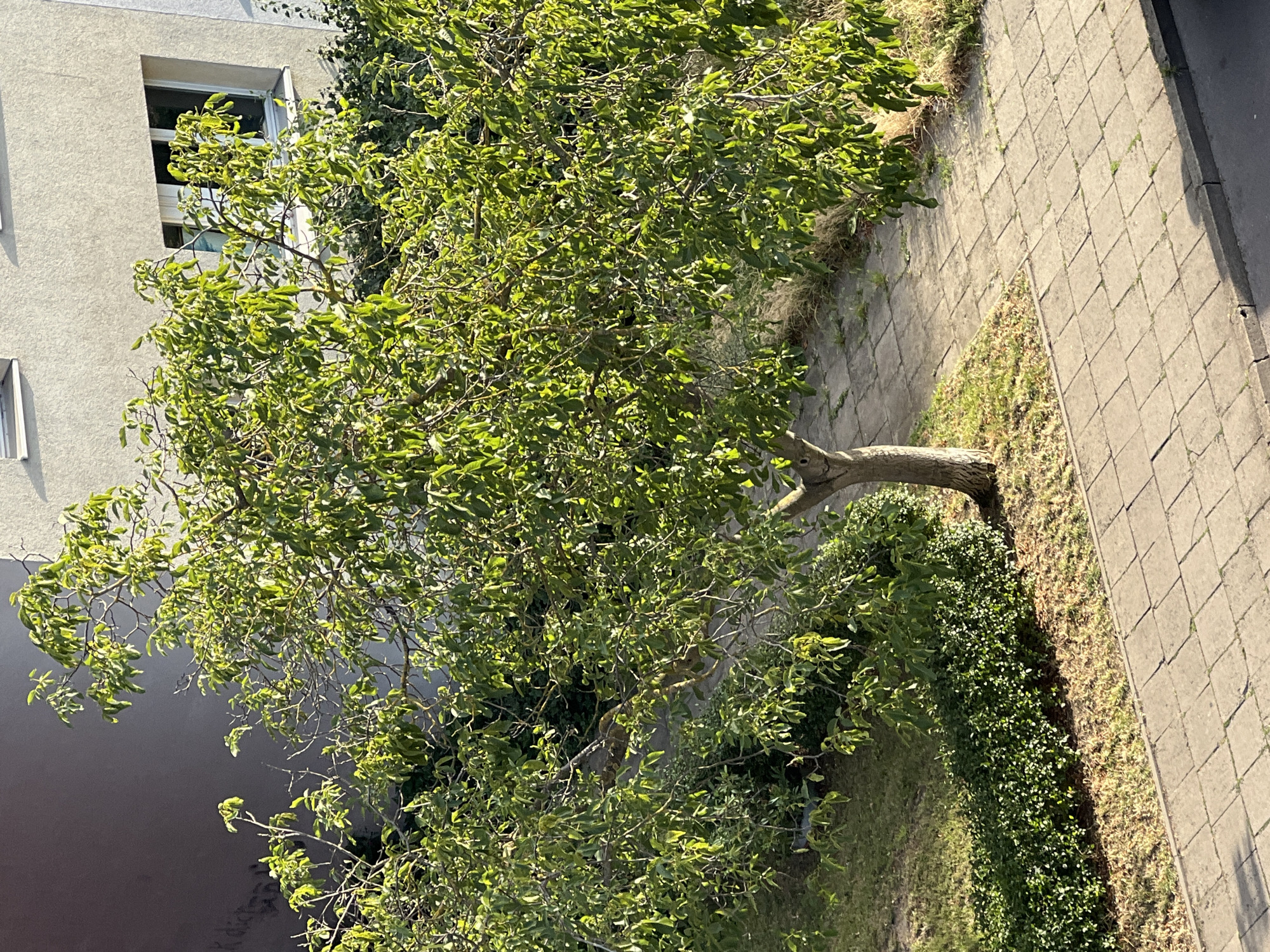 The image shows a tree with green leaves in front of a building. The building is light-colored and has windows. There is a sidewalk in front of the building and a grassy area next to the sidewalk. The image appears to be taken from a higher vantage point, looking down on the scene. The sunlight is casting shadows on the ground, suggesting it is daytime. The overall scene is calm and ordinary, depicting a common urban or suburban environment. The presence of a building with windows and a sidewalk indicates an inhabited area. The greenery suggests a well-maintained outdoor space. The scene appears to be located in Burg, Germany.