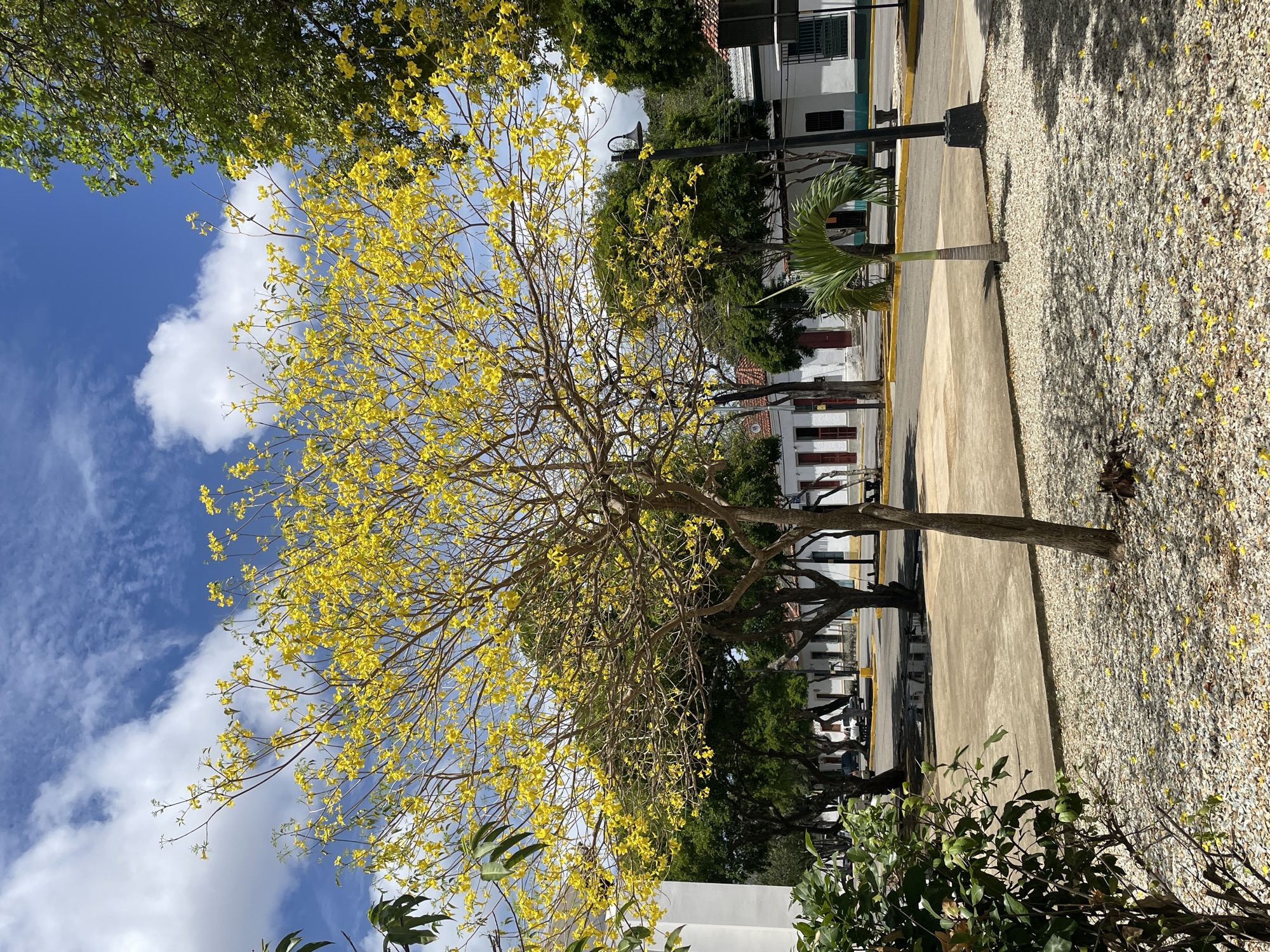 The image presents a sunlit outdoor scene in Santa Ana, Venezuela, centered on a deciduous tree covered in numerous bright yellow blossoms. The tree, occupying the mid-ground, has bare, brown branches from which the yellow flowers emerge. Many yellow petals are scattered across the light-colored gravel ground directly beneath and in front of the tree. To the immediate left foreground, dark green foliage from another plant is visible. To the right of the central tree, a young palm tree with green fronds stands on the gravel, adjacent to a black lamppost.
Beyond the gravel area, a paved square or street extends into the background, flanked by buildings and additional trees. The buildings are primarily one or two stories, featuring white facades, red-brown tiled roofs, and prominent dark-colored doors and windows, indicative of colonial architectural style. A white pickup truck is visible parked in the distance on the paved area. Other trees with green foliage and some with bare branches line the edges of the paved area. The sky above is clear blue with scattered white cumulus clouds. No individuals are discernible within the frame.