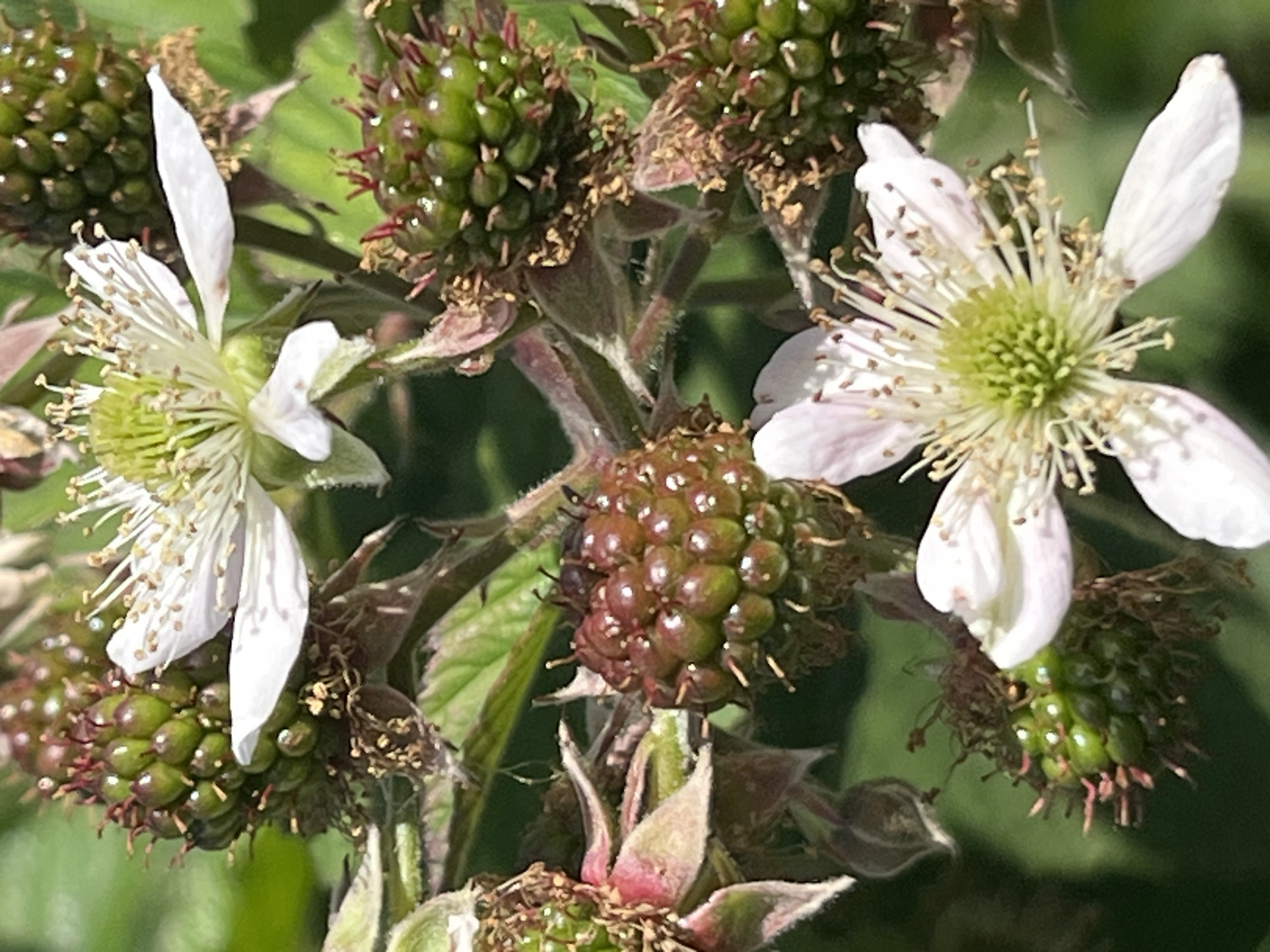 The image shows a close-up of a blackberry plant with both developing fruit and flowers. The fruit are in various stages of ripeness, with some appearing green and unripe, while others are a deep reddish-purple, indicating they are closer to being ripe. The flowers are white with numerous stamens in the center, typical of blackberry blossoms. The background is blurred green foliage. There are no people or animals visible in the image. The scene appears to be an outdoor natural setting, likely a garden or a wild area. There is no specific information in the image to indicate the location in the city of Dnipro, Ukraine.