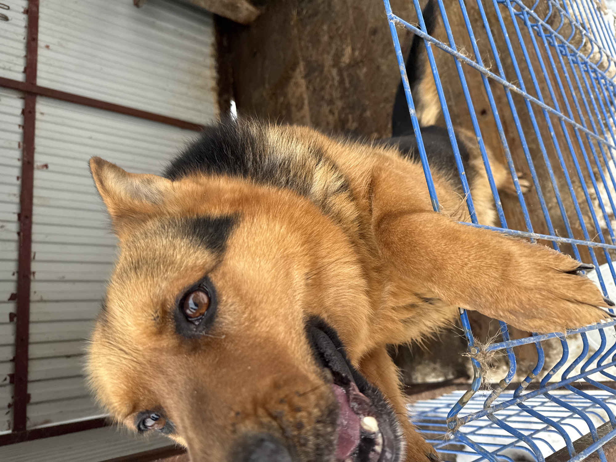 A close-up, angled view depicts a brown and black German Shepherd dog behind a blue metal cage. The dog's head is in the foreground, with its paw resting on the cage. The background reveals a corrugated metal structure and a dirt area. The location is Luzhkovo, Russia.