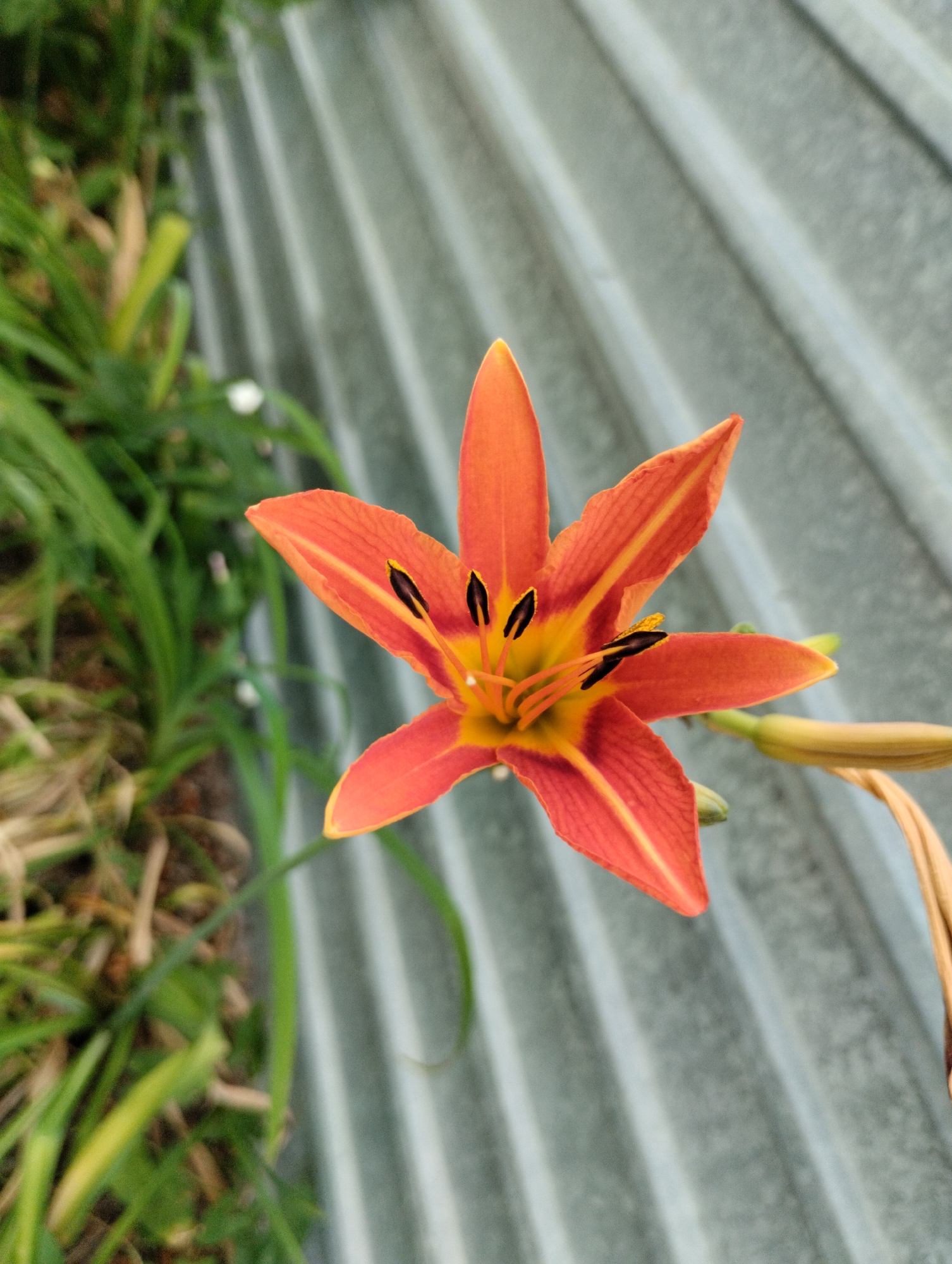 The image shows an orange lily flower in focus in the foreground, with green grass and a corrugated metal surface in the background. The flower has six petals, each with a thin yellow stripe down the center, and prominent black stamens. Several unopened buds are visible to the right of the main flower. The grass on the left is lush and green, with some dry stalks interspersed. The corrugated metal surface is a light gray color and appears to be some kind of fencing or siding. The lighting suggests it is daytime, possibly overcast, as there are no strong shadows. The scene appears to be an outdoor setting, possibly a garden or yard. No people or actions are depicted. The location in Kostanay, Kazakhstan is not discernible from the image itself; it is a generic outdoor scene.