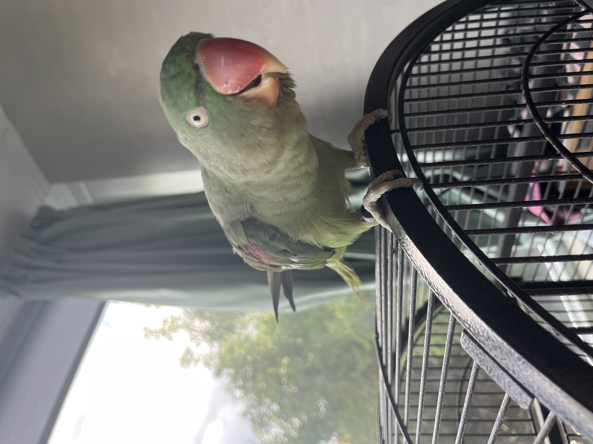 A close-up, eye-level shot shows a light green parrot perched on the black metal rim of its cage. The parrot is facing forward and slightly to the right, with its beak open. Its left eye, with a light-colored iris and dark pupil, is visible, and the large, curved, bright red beak dominates the foreground. The parrot's feet, with visible claws, grip the cage rim. In the background, out of focus, is a window with light green curtains partially drawn. Beyond the window, blurred green foliage is visible, suggesting an outdoor environment. The setting is indoors, likely a room with a window. No specific location in Pazardzhik, Bulgaria, can be determined from the image.