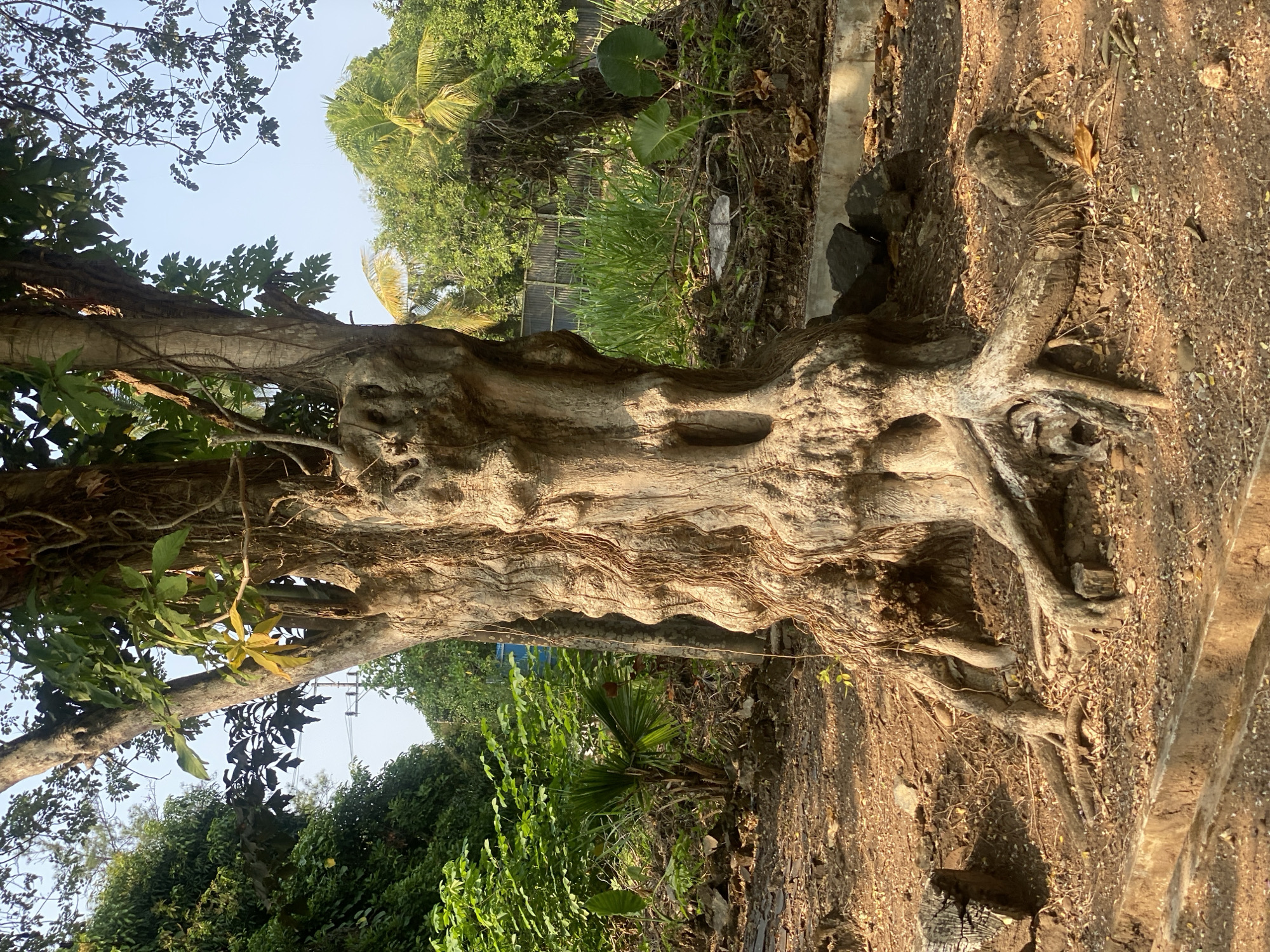 The image depicts a large, gnarled tree with a thick, textured trunk and exposed roots in an outdoor setting. The tree is the central focus, with its trunk exhibiting several bulbous protrusions and deep crevices. The roots spread widely across the dry, sandy ground, interspersed with scattered leaves and small rocks. In the background, lush green foliage and other trees are visible, suggesting a natural or park-like environment. The lighting indicates it is daytime, likely morning or afternoon, with sunlight casting shadows. The location appears to be a public space or garden within Banjarbaru, Indonesia, given the tropical vegetation and overall atmosphere. There are no people or animals visible in the frame, and no specific actions or interactions are occurring. The scene is static and focuses on the natural elements of the environment.