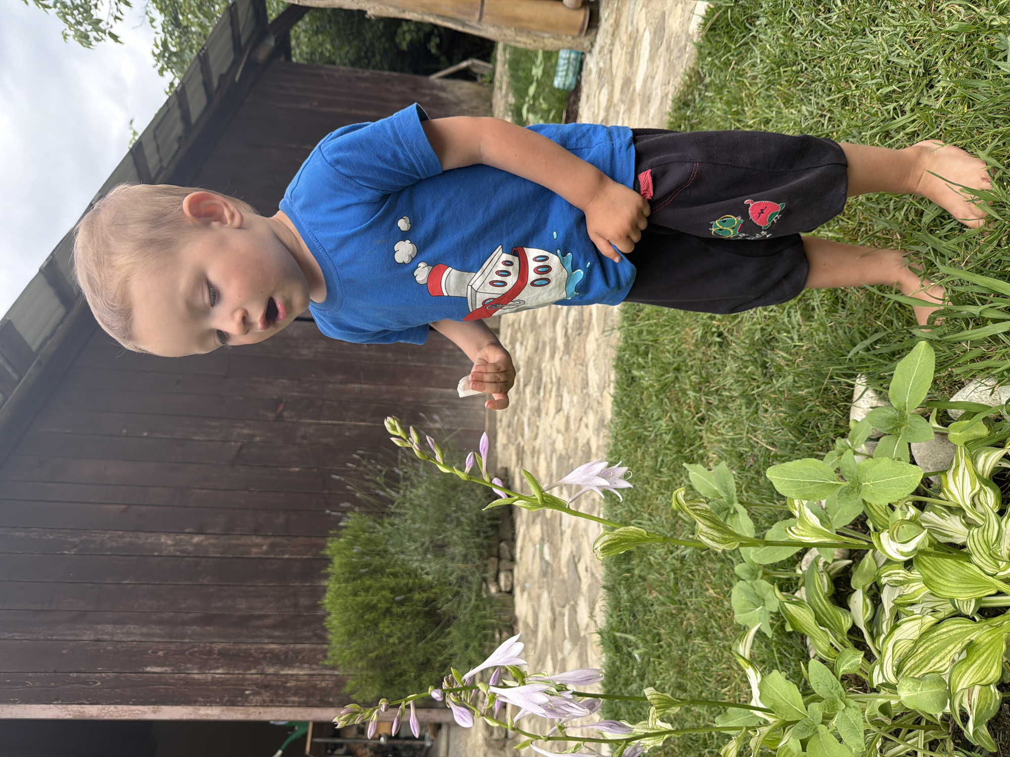 A young boy, likely a toddler, is standing in a grassy outdoor area. He is wearing a bright blue t-shirt with a graphic print and black shorts. His left hand is slightly raised, holding a small white object, possibly a tissue or a piece of paper. His mouth is open, suggesting he might be speaking or reacting to something. The boy is looking downwards towards some plants with delicate purple flowers.
The setting appears to be a garden or backyard. Behind the boy, a rustic wooden structure with a corrugated roof is visible, hinting at a shed or outbuilding. A stone pathway runs through the grass. The plants in the foreground are lush and green with striped leaves, typical of hostas, and are in bloom. The overall lighting suggests it is daytime, possibly overcast given the light on the sky. The scene is peaceful and evokes a sense of childlike curiosity and exploration of nature. There is no visible text in the image. The location context provided is Sochi, Russia.