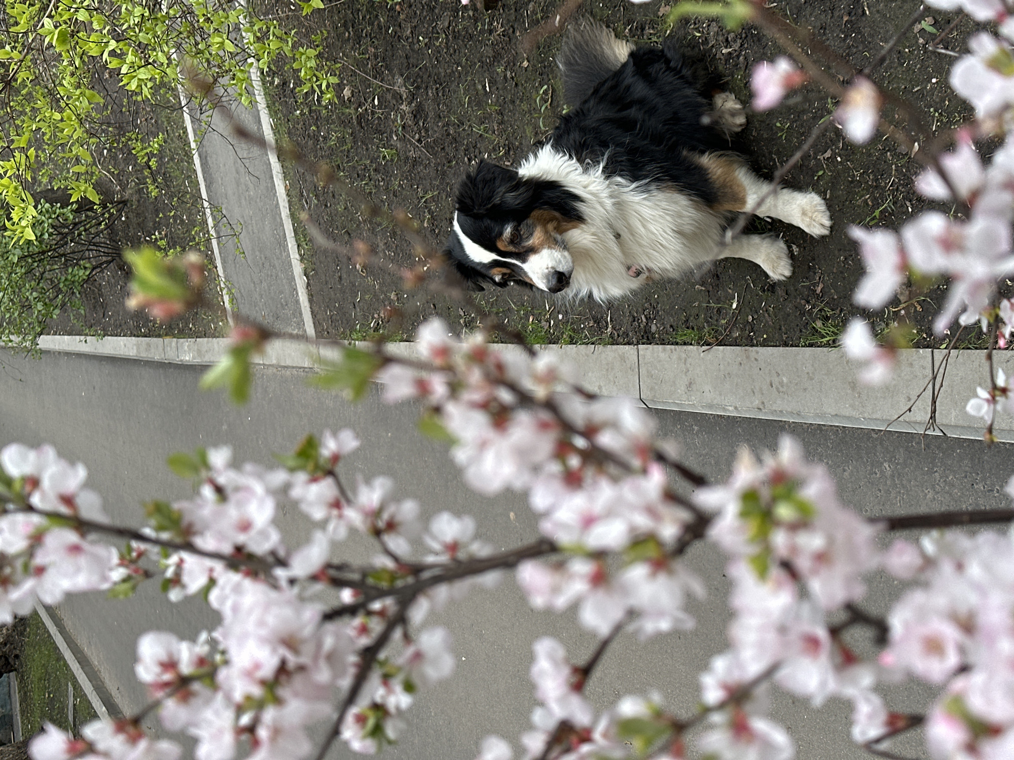 An elevated view captures a serene outdoor scene, likely in Moscow, Russia, during springtime. The primary subject is a tri-color dog, possibly an Australian Shepherd or similar breed, with black, white, and tan fur. The dog is resting or sitting on dark soil, looking slightly upwards or to the side.
The image is framed by abundant, out-of-focus light pink and white cherry blossoms in the foreground and on the right side, signifying the season. To the top-left, blurred green foliage from other trees adds to the natural setting. Adjacent to the dog and the natural ground is a grey paved path, which features a distinct white line along one section, bordered by a concrete edge.
The lighting suggests it is daytime, with an even distribution that might indicate an overcast sky. There are no people visible, and the dog appears calm and observant. No specific activity beyond the dog resting is depicted, and there is no visible text. The overall atmosphere is peaceful, highlighting the beauty of spring blossoms alongside a tranquil canine companion.
