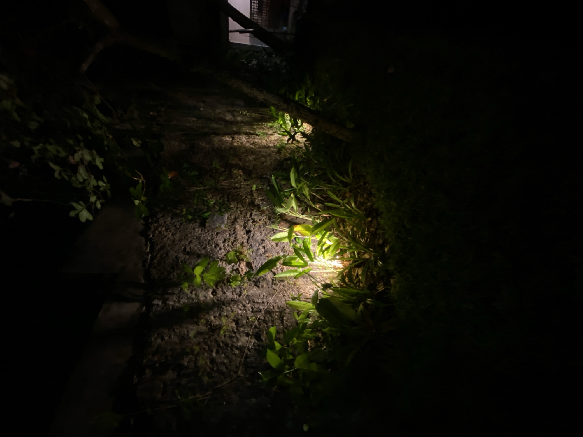The image captures a dimly lit outdoor scene in Kuta Selatan, Indonesia, likely at night due to the strong artificial light source illuminating a patch of vegetation and ground. The primary subjects are the plants and the textured ground, which appears to be a mixture of soil and possibly gravel. A fallen branch or log lies across the foreground, further broken by the light. The light source, not directly visible but implied by the bright glow and stark shadows, highlights the lush green leaves of several plants, giving them a vibrant, almost ethereal appearance against the surrounding darkness.
The scene suggests a natural setting, possibly a garden path or the edge of a yard, given the presence of what looks like a paved edge or curb on the left side. The overall mood is quiet and serene, with the focused light drawing attention to the small details of nature. The time of day is clearly night, and there are no indications of specific weather conditions, though the darkness suggests a clear night. No people or text are visible in the image. The location context of Kuta Selatan, Indonesia, implies a tropical environment, which is consistent with the type of foliage depicted.