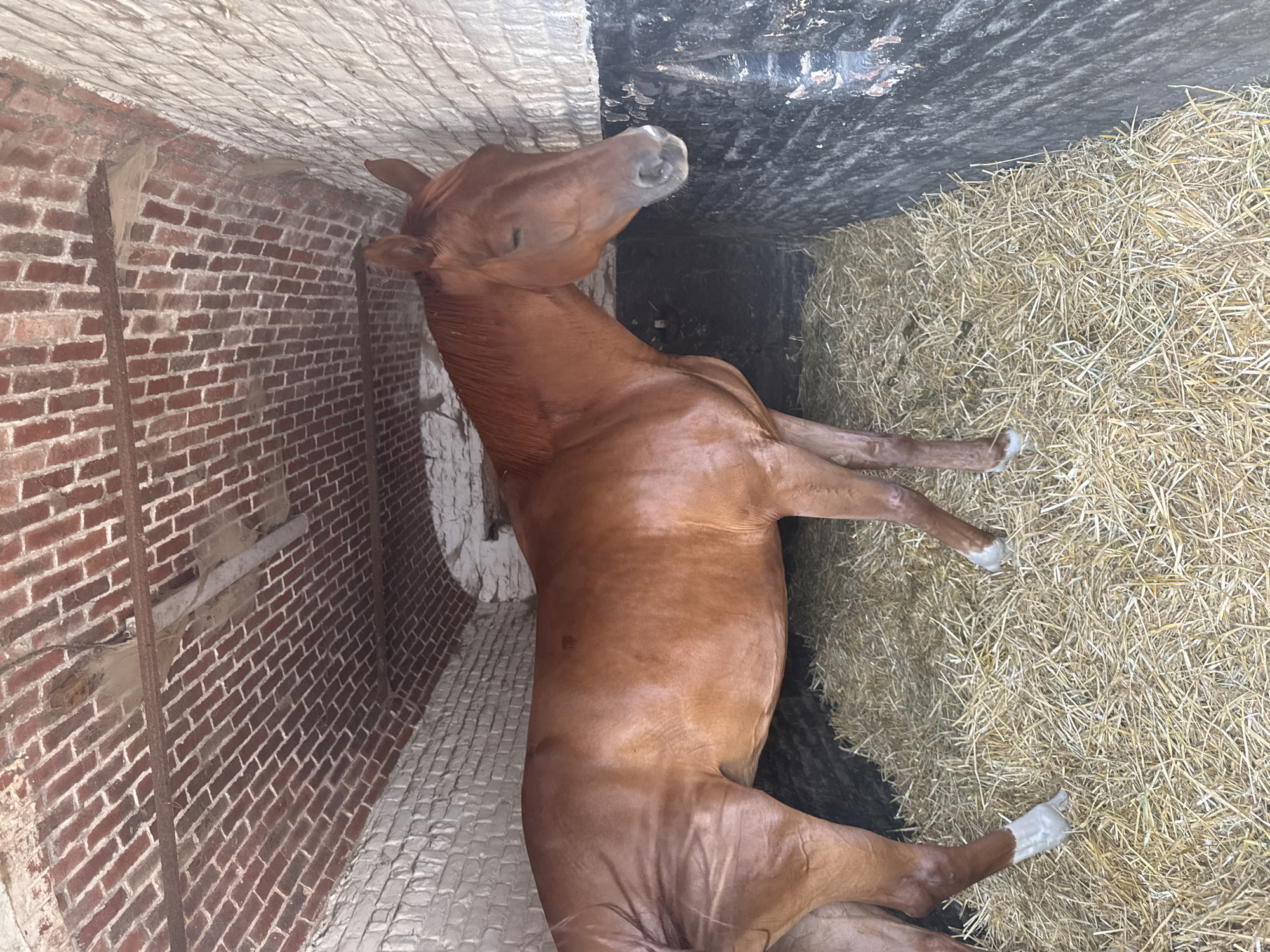 A brown horse stands in a stall filled with hay. The stall has brick walls and a brick arched ceiling. The horse is facing to the right and has its eyes closed. The horse's body is mostly visible, with its hindquarters and front legs showing. The stall appears to be part of a stable. This image was taken in Estaimpuis, Belgium.