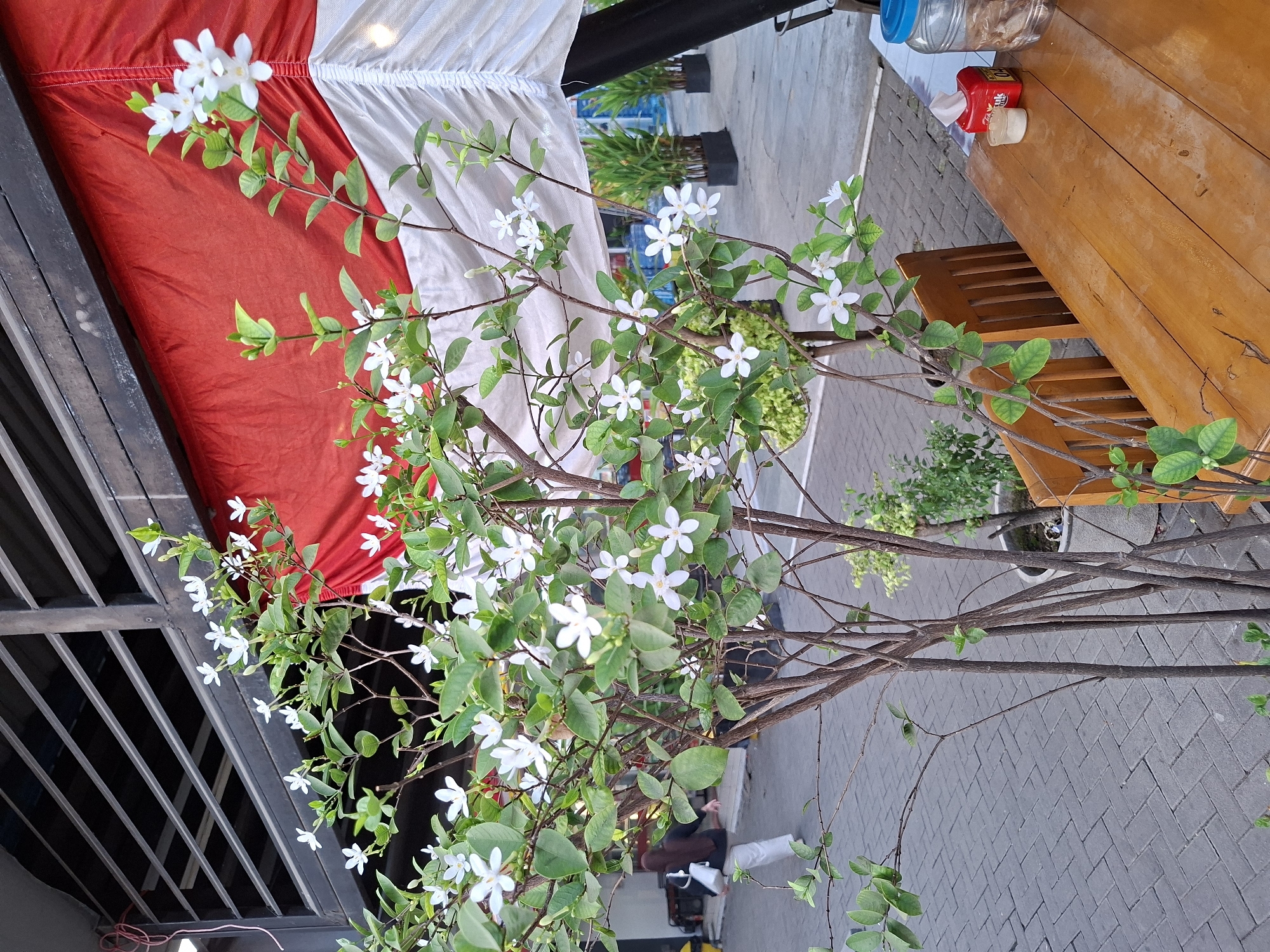 In Surawangi, Indonesia, a small tree with numerous white star-shaped flowers is positioned in the foreground, partially obscuring a wooden table. The table is set with a red tissue box, a small container of sugar, and a glass jar filled with food items. To the left of the tree, a person in a black shirt and white pants walks away from the camera. Behind the tree and table, a red and white fabric awning is visible, draped over a structure. The ground is paved with interlocking grey bricks. In the background, several potted plants with lush green foliage are arranged in a row. The scene appears to be an outdoor seating area.