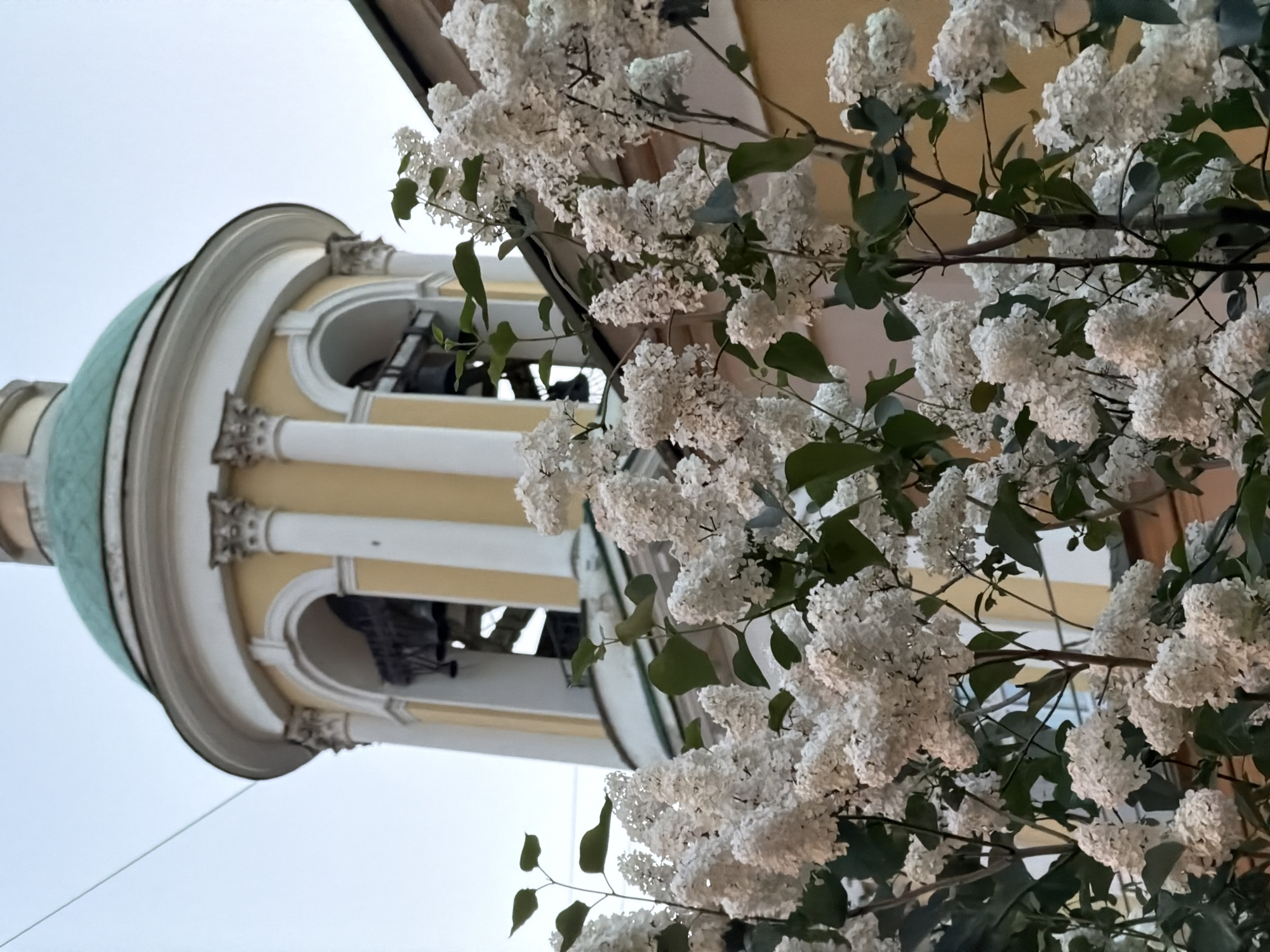 The image shows a building and white flowers against a pale sky. The building appears to be a bell tower, painted yellow with white trim and columns. It has a green dome roof. The white flowers are in the foreground, partially obscuring the building. The location is Moscow, Russia.