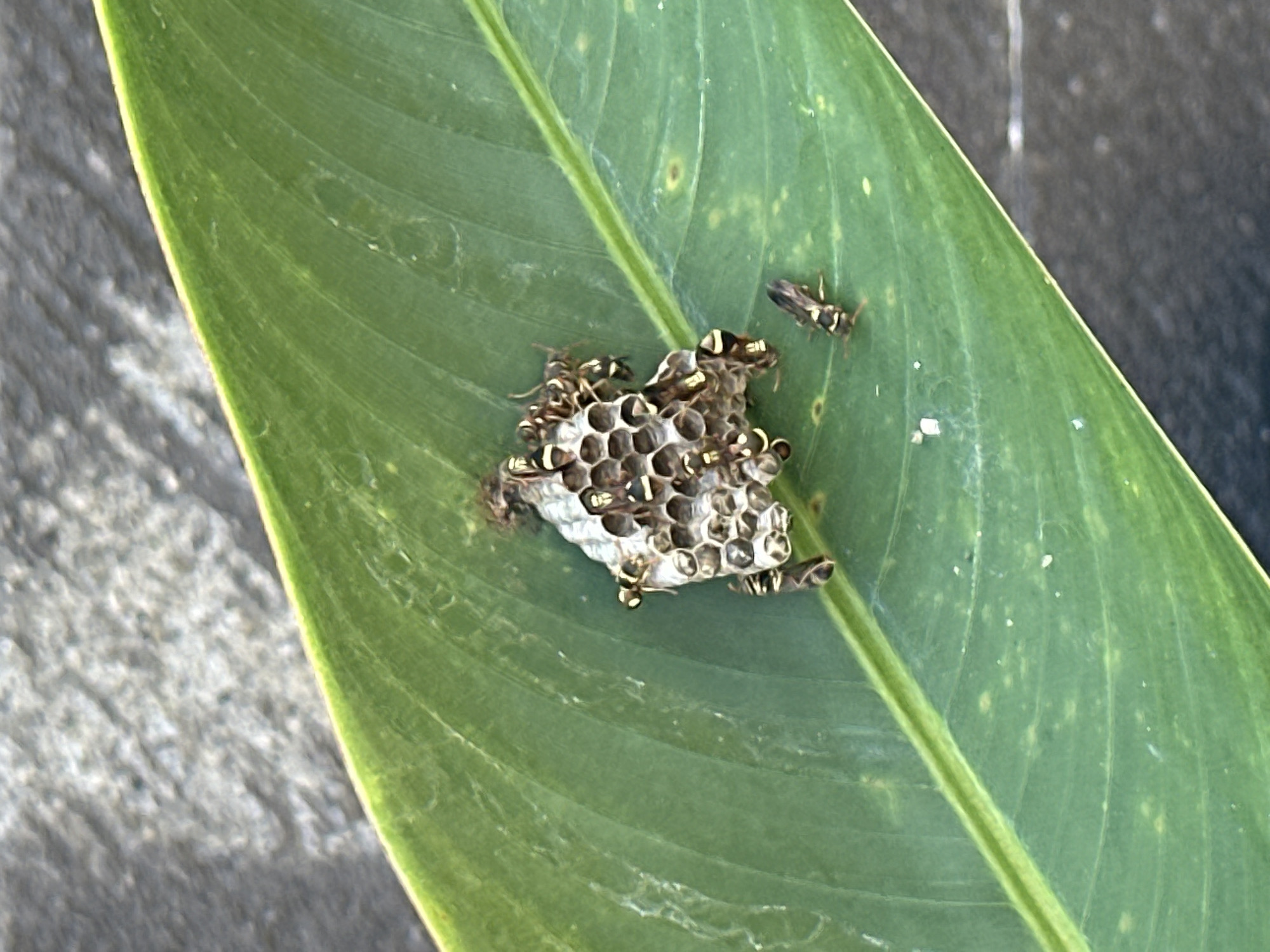 A small, hexagonal wasp nest, constructed of a papery material, is affixed to the surface of a large, green leaf. Several wasps, with segmented bodies and distinct yellow and black markings, are visible on and around the nest. One wasp is in the foreground, to the right of the nest, while others cluster on the nest itself. The leaf, with prominent parallel veins, rests on a dark, textured surface, possibly concrete or stone. The background is out of focus, showing a blurred grey and black mottled pattern. The scene appears to be outdoors, in natural light, and could be located in a garden or natural setting in Bangli, Indonesia.