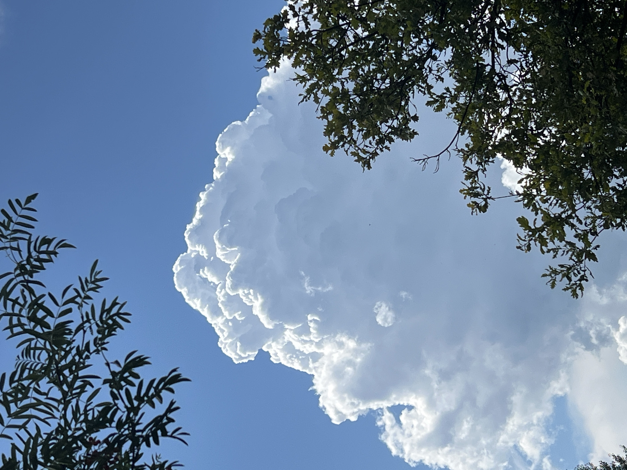The image shows a bright, puffy cumulonimbus cloud against a clear blue sky. The cloud is large and dominant in the center of the frame, with sunlight illuminating its textured surface. In the foreground, two trees frame the cloud. The tree on the upper left has dark green leaves with a feathery appearance, while the tree on the lower right has darker green, broader leaves, characteristic of an oak tree. The scene appears to be outdoors, likely during the daytime, given the bright illumination. The location is identified as Mochishche, Russia. There are no people or specific actions depicted. The environment is natural, with sky and foliage.