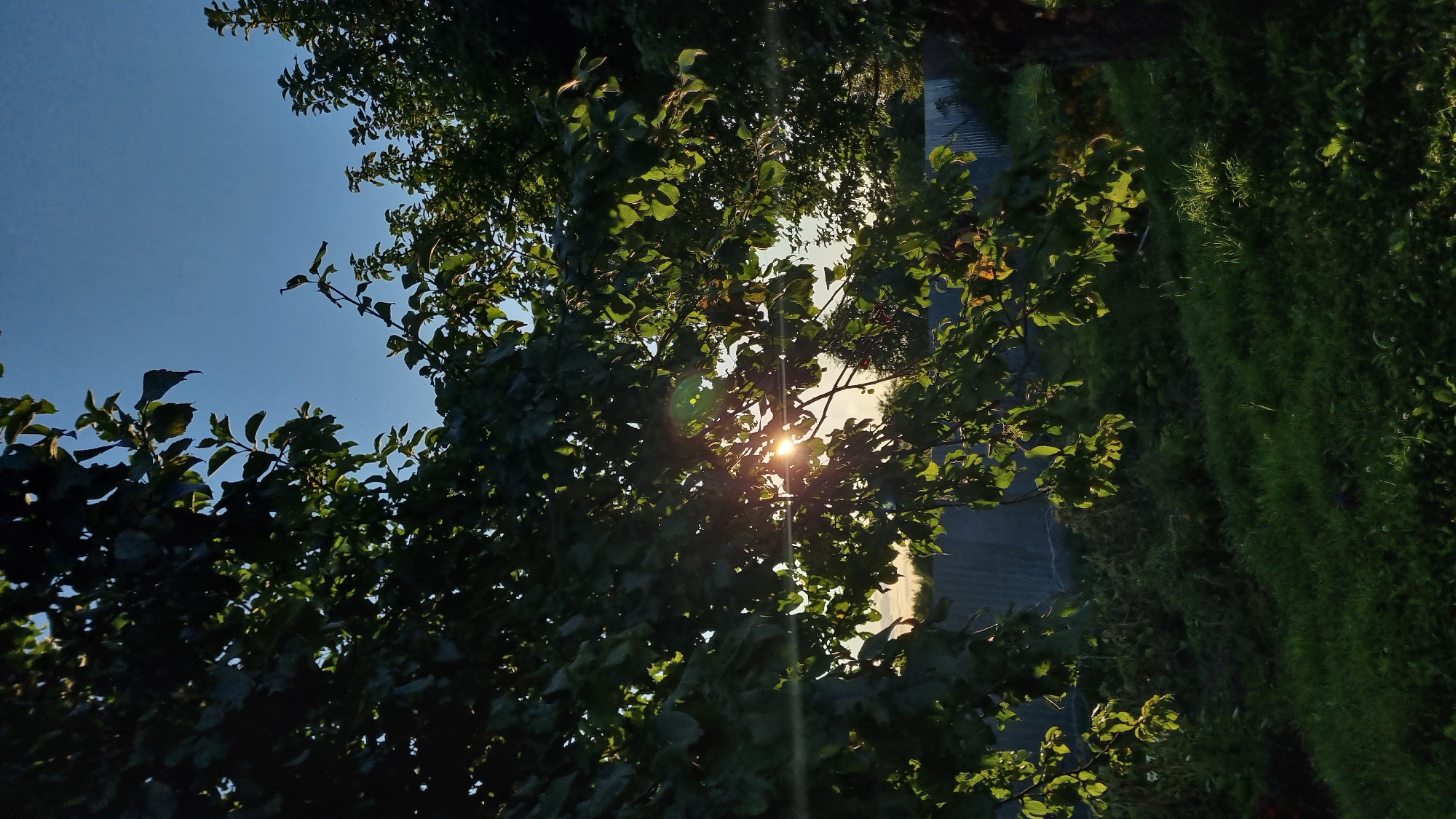 The image depicts a backyard in Vysokoe, Russia, during sunset. Lush green grass covers the ground, with various plants and bushes scattered throughout. A wooden fence runs along the background, separating the yard from the surrounding area. Sunlight streams through the branches of a tree, creating a warm, diffused glow. The sky is a clear, deep blue, transitioning to a lighter hue near the horizon. The overall scene is serene and tranquil, showcasing the natural beauty of a rural landscape.