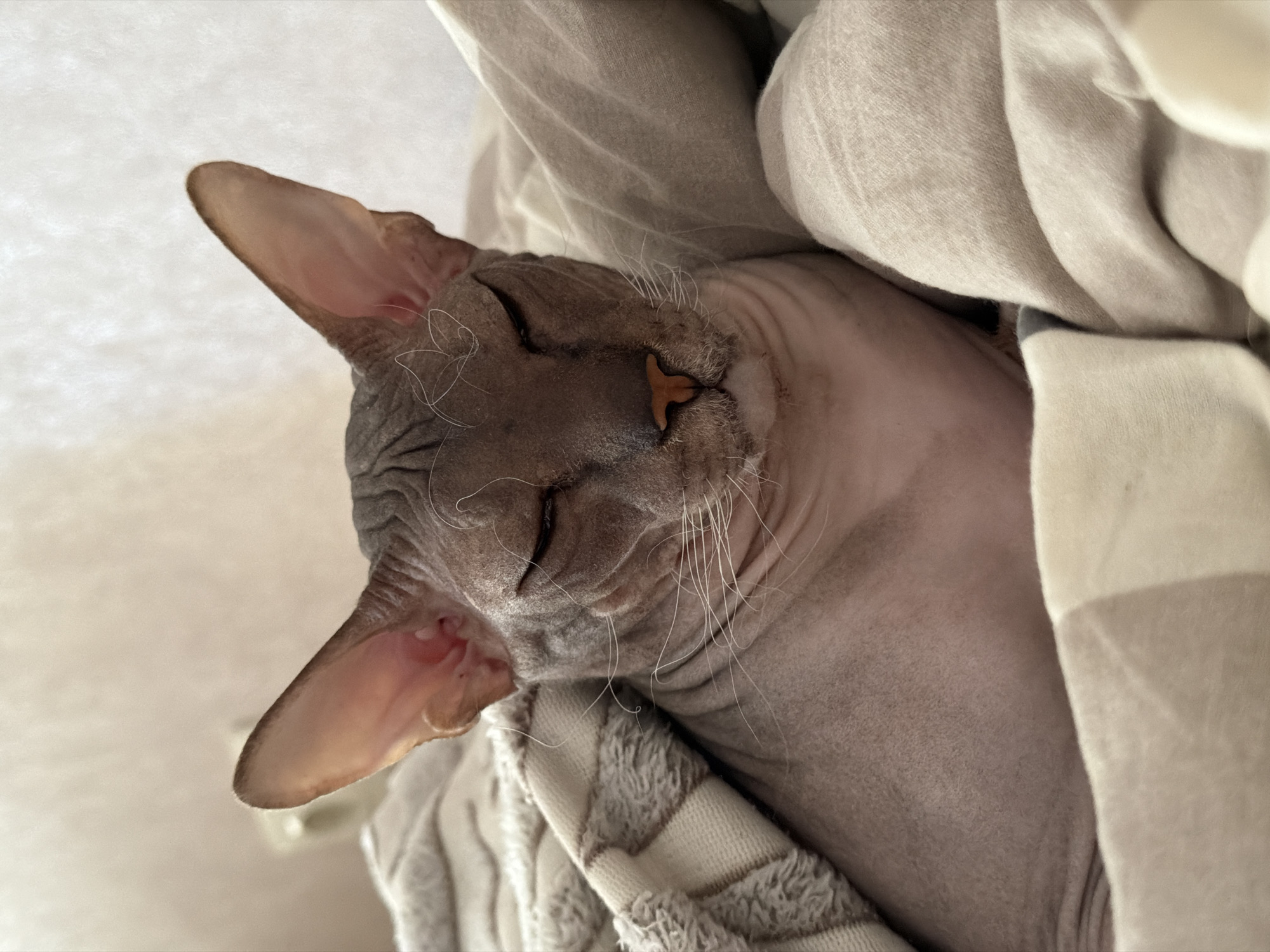 A sphinx cat with closed eyes rests comfortably under a blanket. The cat's skin is a greyish-pink hue, and its large ears are clearly visible. The blanket is patterned with stripes and is draped over the cat, creating a cozy atmosphere. The background is softly blurred, indicating a shallow depth of field. This image does not contain any information that would allow for its location in Izhevsk, Russia, or any other specific city.