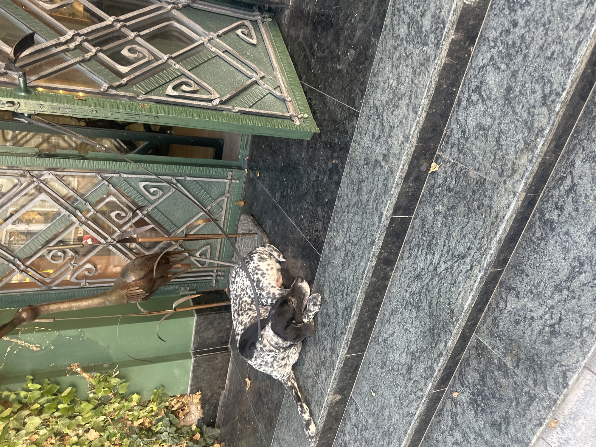 A black and white speckled dog is lying on dark gray granite steps outside a building with green double doors. The dog is wearing a dark collar and leash. In the background, to the left of the doors, is a metal sculpture of a bird. Green ivy grows on the building wall to the left. The scene is located in Ternopil, Ukraine.