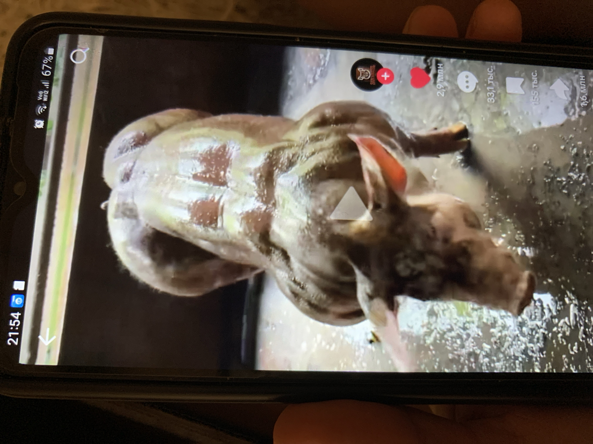 The image is a close-up of a smartphone screen displaying a video of a pig. The pig is wet and appears to be in a muddy or watery area. On the phone's screen, there are various icons and text elements, including a play button, a heart icon with the text "2,9 млн", a speech bubble icon with "33,1 тыс.", a bookmark icon with "155 тыс.", and a share icon with "1,6 млн". The phone's status bar shows the time "21:54", a Wi-Fi symbol, and a battery indicator showing 67%. There is no visible indication of the city of Lymanka, Ukraine in the image.