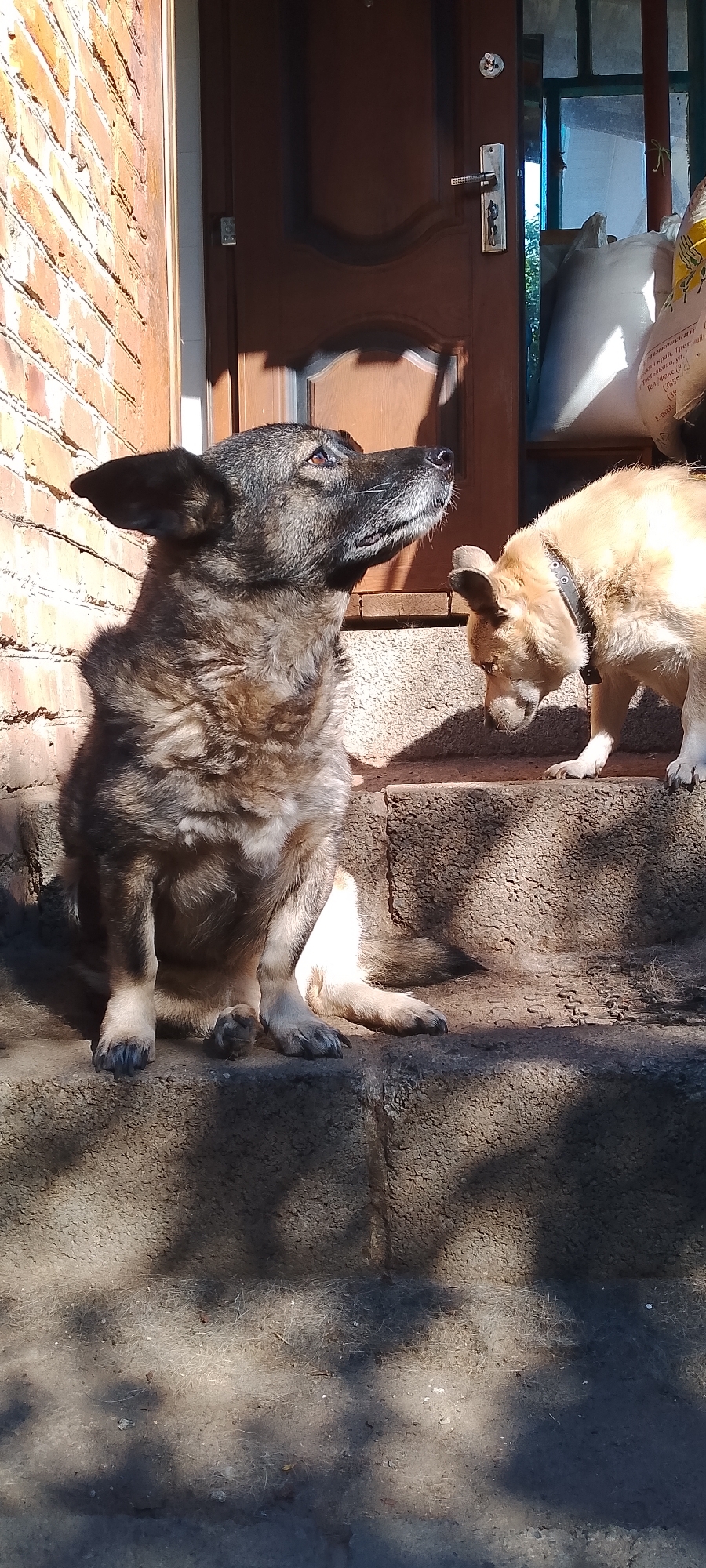 Two dogs are on concrete steps in front of a brown wooden door and a brick wall. The larger dog, a mixed breed with dark fur, is sitting in the foreground and looking up and to the right. The smaller dog, a light-colored mixed breed, is standing in the background on a higher step, looking down and to the left. Sunlight casts shadows on the steps. In the background, to the right of the door, there is a window and a large white bag. The setting appears to be a residential area, possibly a porch or entrance to a house, in Belgorod, Russia.