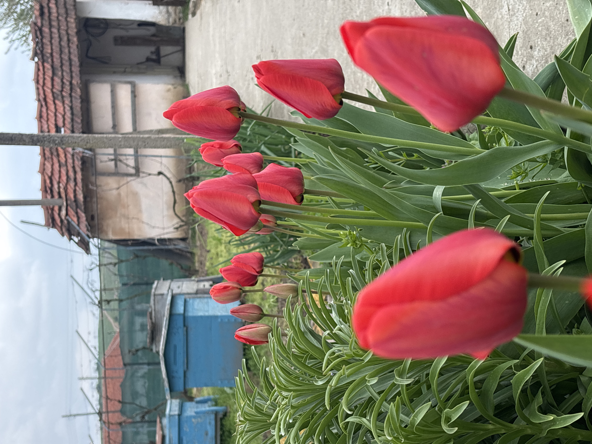 A row of red tulips with closed buds and open blooms stretches across the foreground. Behind them, a blue storage structure sits next to a wire fence. Further back, a building with a red tile roof and a weathered facade stands in the background. The scene is located in the city of Lehchevo, Bulgaria. The sky is overcast.