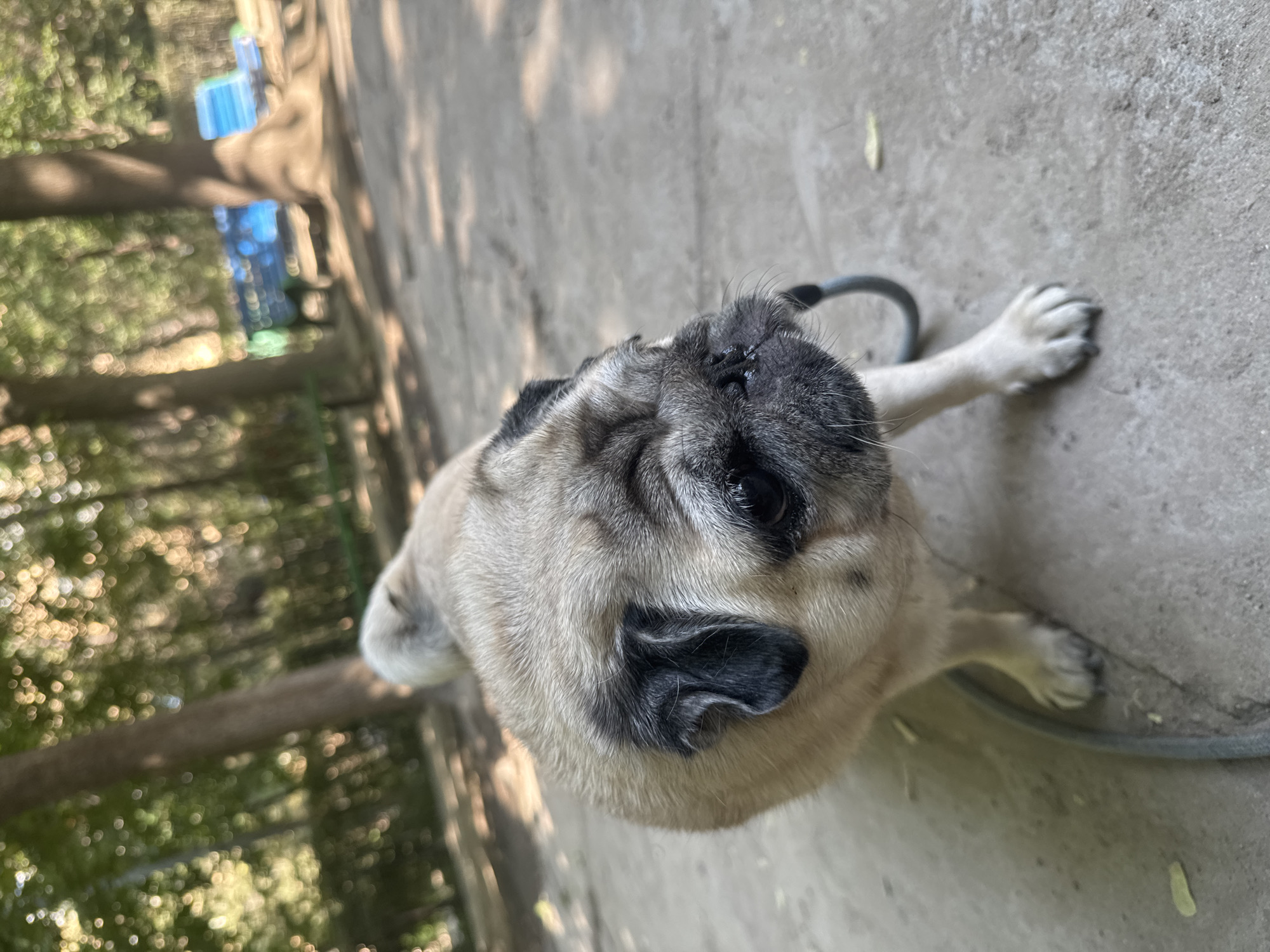 A pug dog stands on a paved surface in a park. The dog is facing right, with its head turned towards the camera. Its fur is light brown with black markings around its eyes and ears. A leash is attached to its collar and trails on the ground. In the background, trees with green foliage are visible, along with a few park benches, one of which is blue. The ground is a mix of pavement and dirt, with fallen leaves scattered about. The lighting suggests it is daytime, possibly late afternoon, with dappled sunlight filtering through the trees. The image does not contain any identifiable landmarks specific to Bishkek City, Kyrgyzstan.