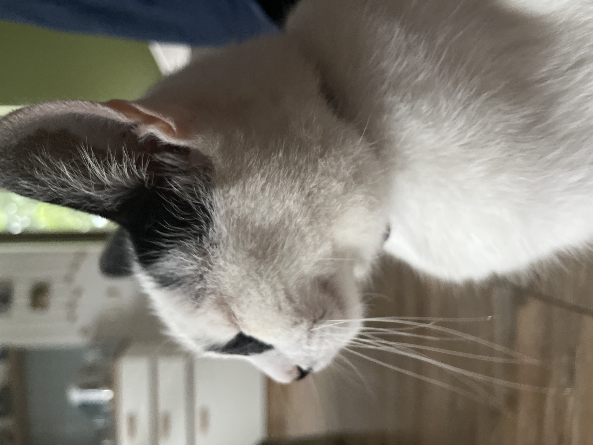 The image shows a close-up, profile view of a white cat with black markings on its head and around its eye. The cat is indoors, with a blurred background that suggests a domestic environment. Cabinets and a window with greenery are visible. The cat is looking to the left, with its whiskers prominent. The lighting suggests it is daytime. There are no people or discernible landmarks that would place it specifically in Ureki, Georgia.