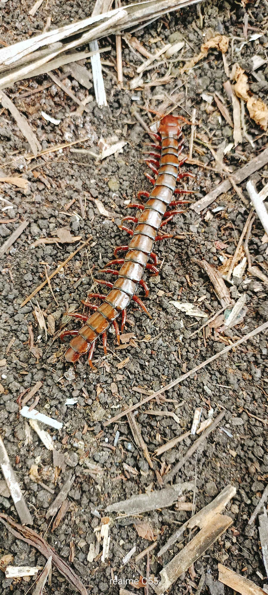 A centipede is positioned on the ground. The ground appears to be soil mixed with small debris, such as twigs and dried leaves. The centipede is segmented with multiple legs. The image has a watermark in the bottom right corner that reads "realme C55". There is no identifiable location information within the image.