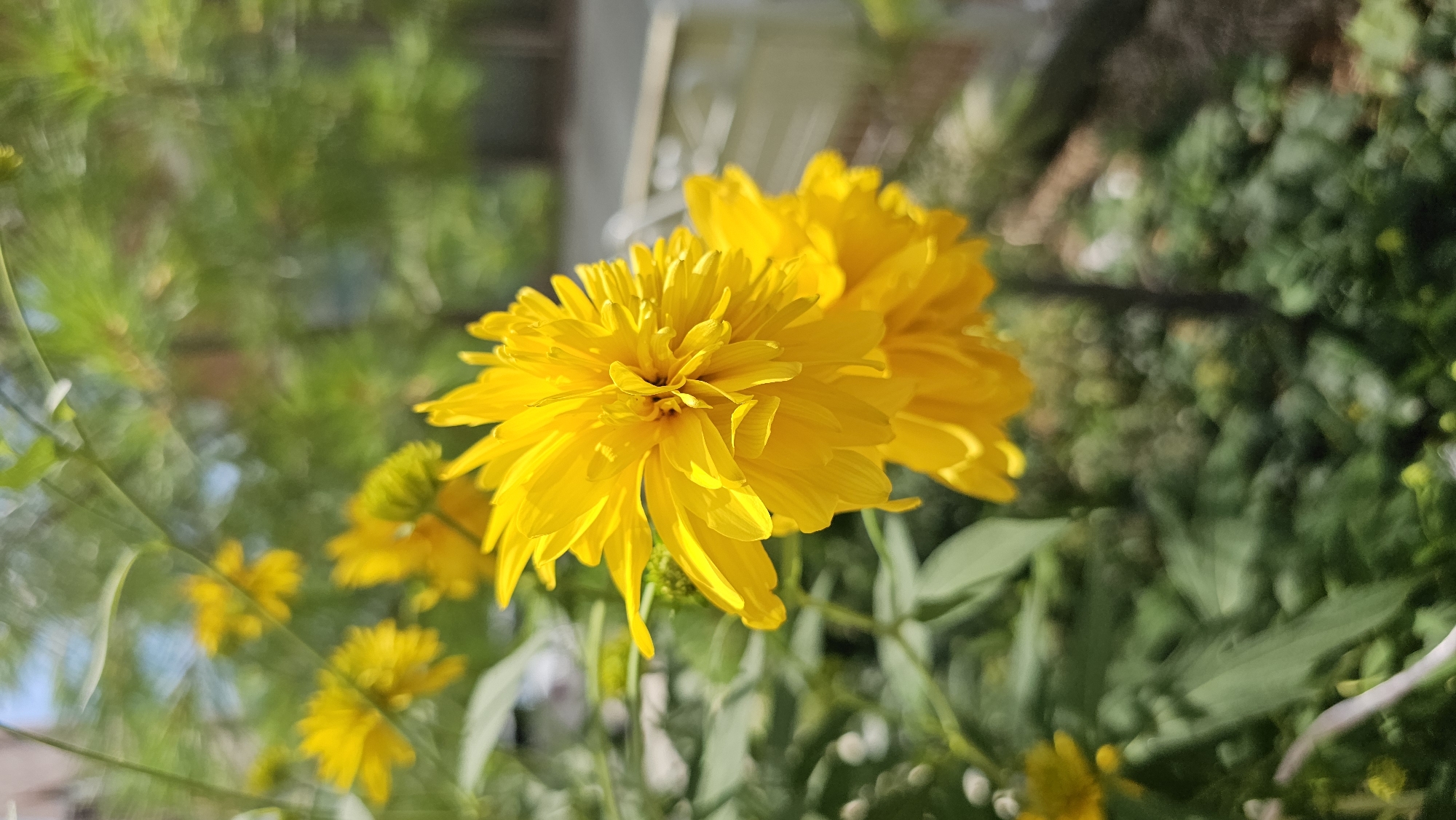 A close-up, eye-level shot captures two bright yellow flowers in full bloom, with one flower prominently featured in the foreground. The flower in the foreground is a double-petaled variety, with layers of petals creating a fluffy, pom-pom-like appearance. The petals are a vibrant yellow, with some showing a slight orange hue in the center. The second flower, slightly out of focus, is positioned below and to the right of the main flower, and appears to be a similar variety.
The flowers are set against a backdrop of lush green foliage, with some leaves visible in sharp focus around the flowers. The background is softly blurred, creating a bokeh effect with out-of-focus circles of light and greenery. A light-colored fence-like structure is visible in the far right background, and hints of a building structure can be seen further back. The sky, a pale blue, is visible in the upper left corner. The overall impression is one of a sunny day in a garden or park. The location is a garden in Asan-si, South Korea.